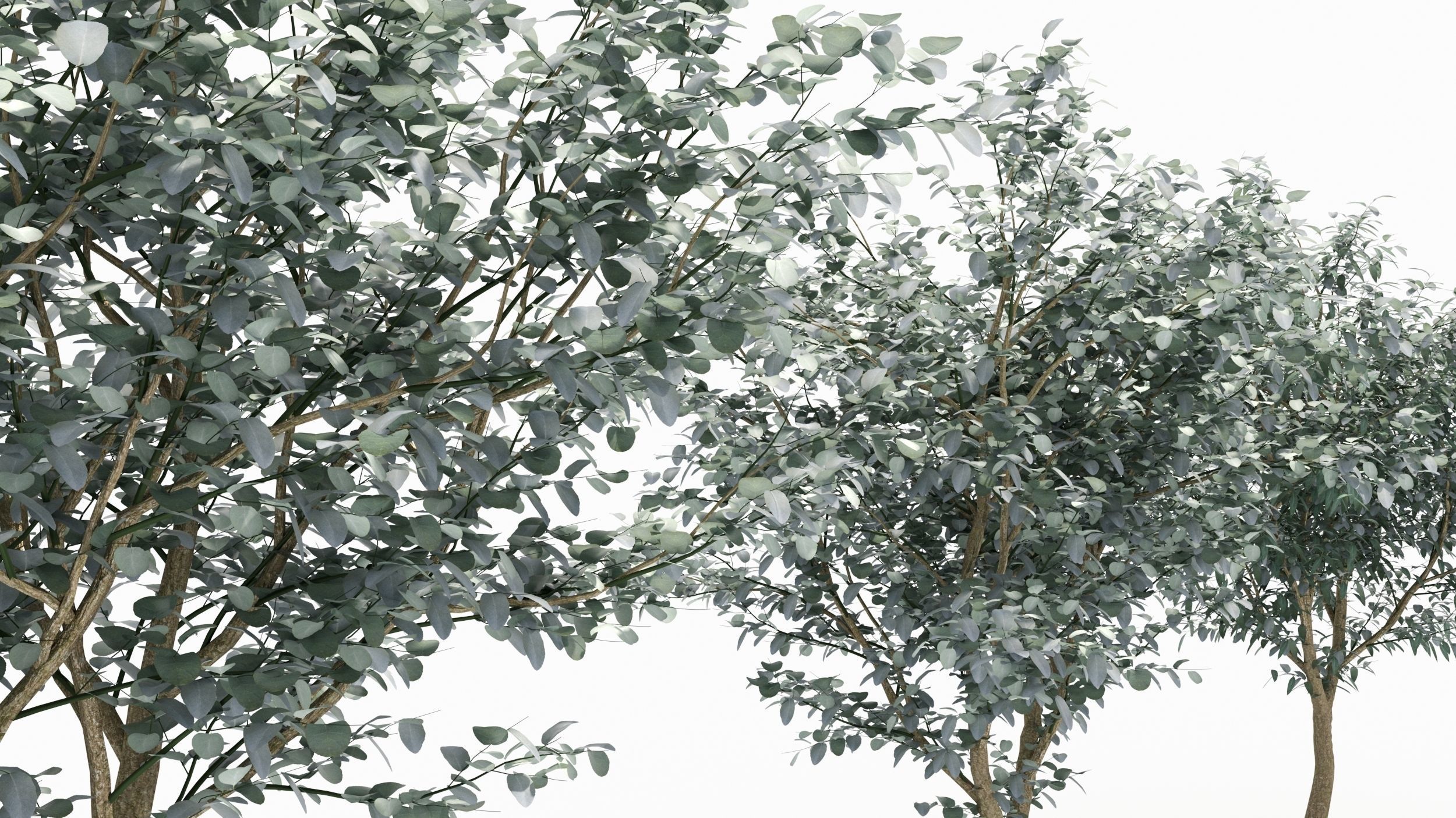 Eucalyptus tree 3D model_4