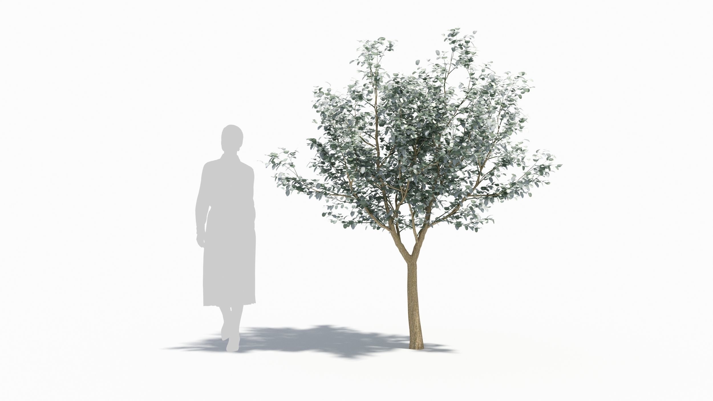 Eucalyptus tree 3D model_6