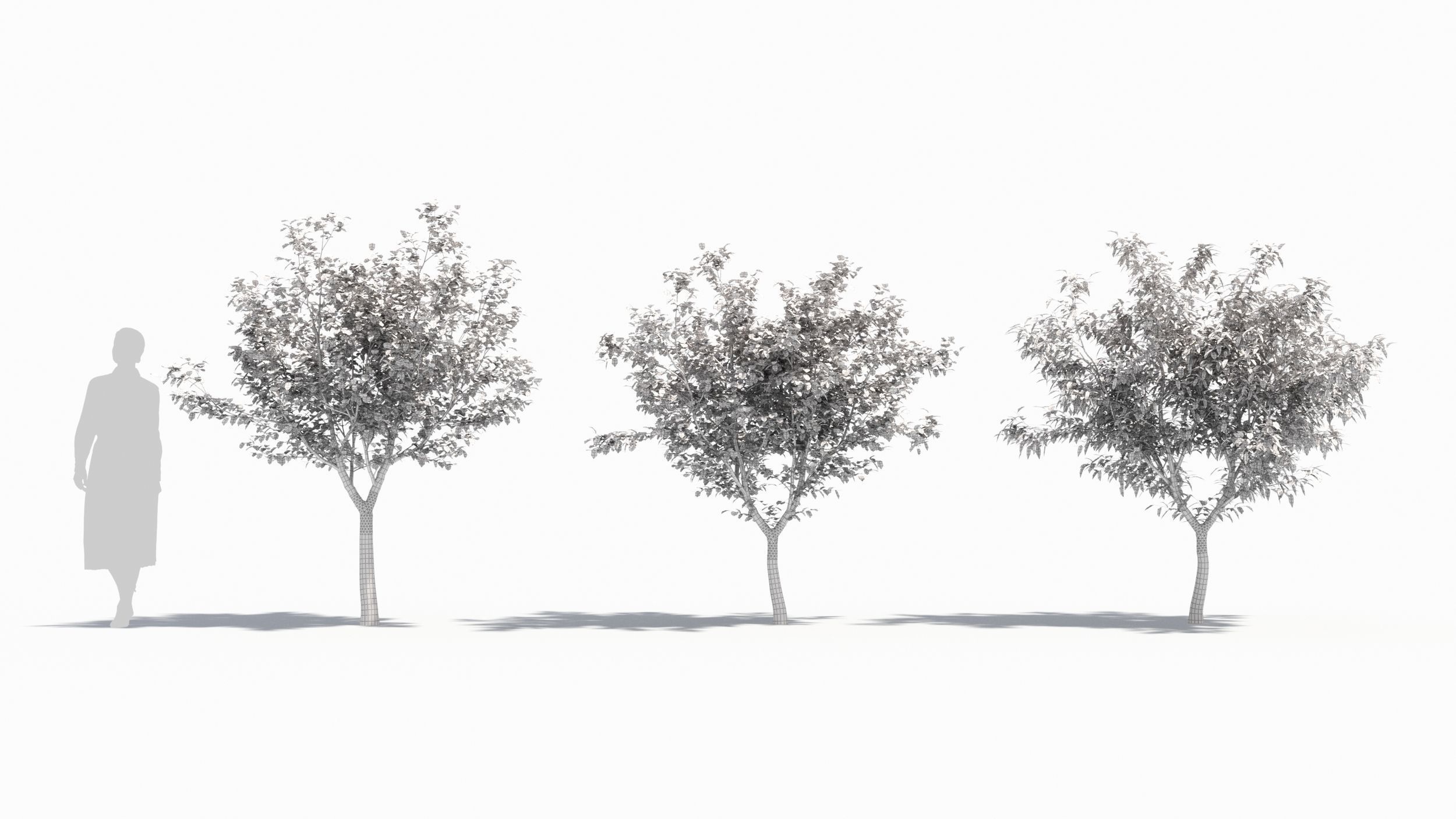 Eucalyptus tree 3D model_9
