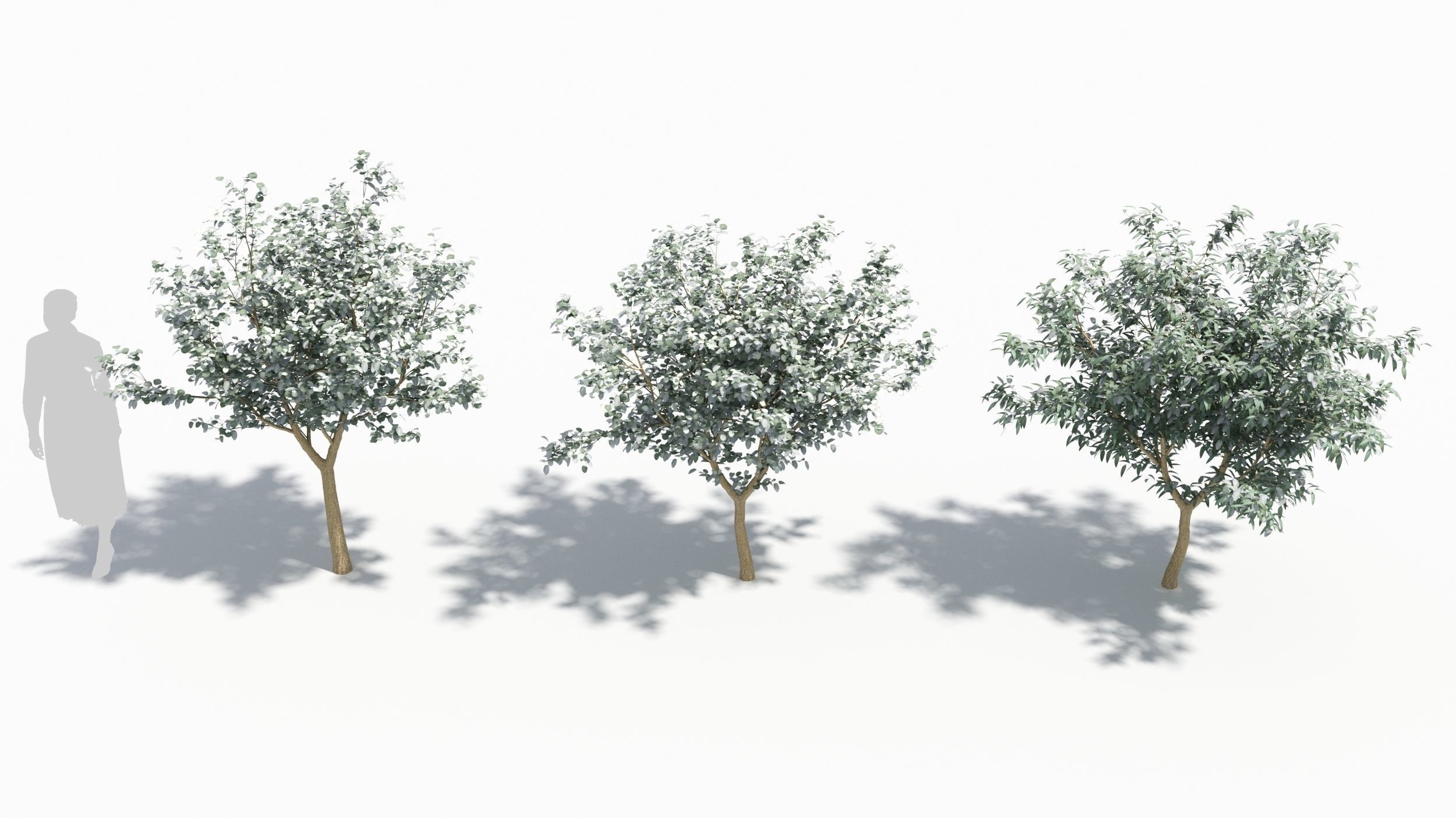 Eucalyptus tree 3D model_3
