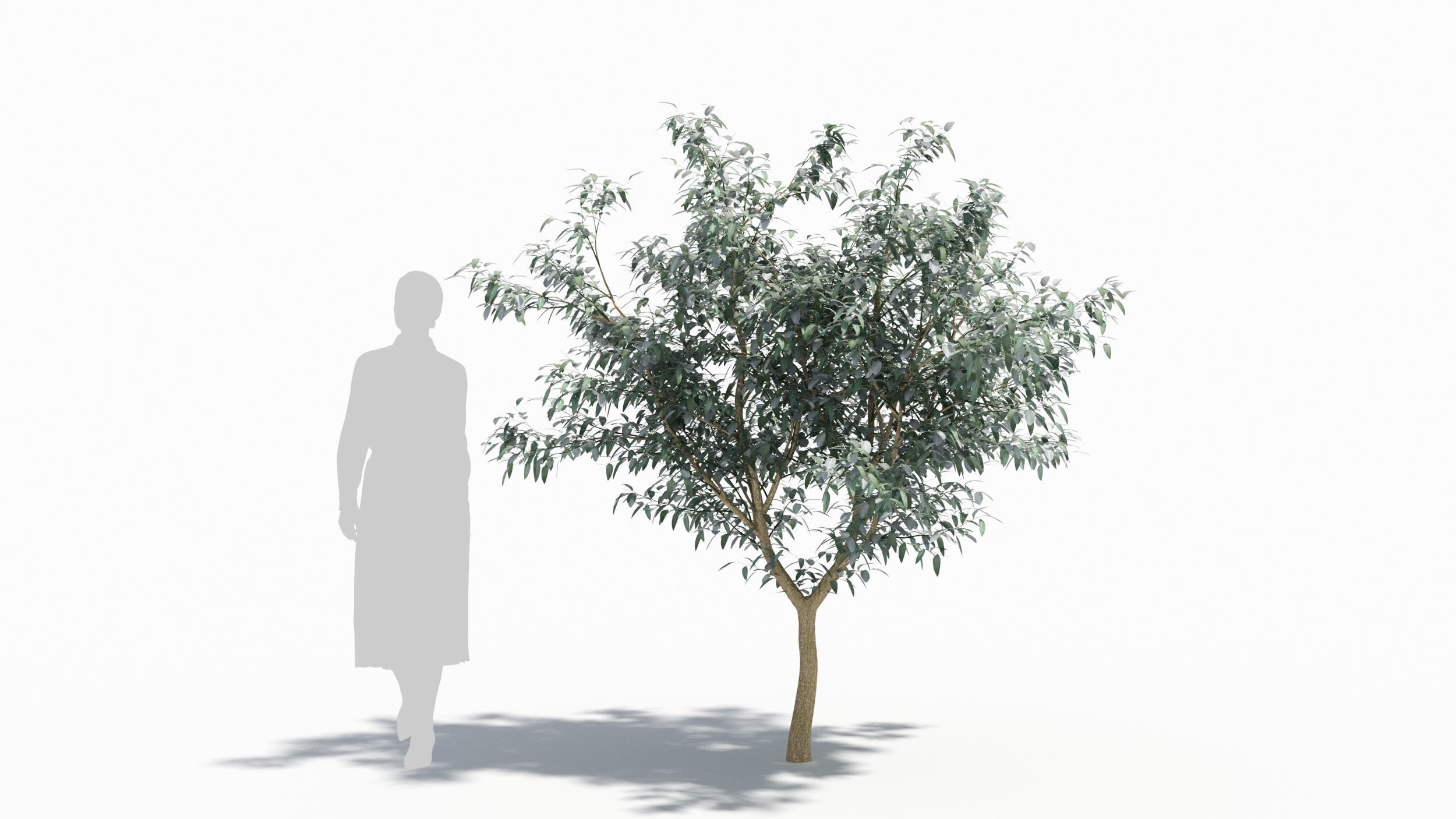 Eucalyptus tree 3D model_8