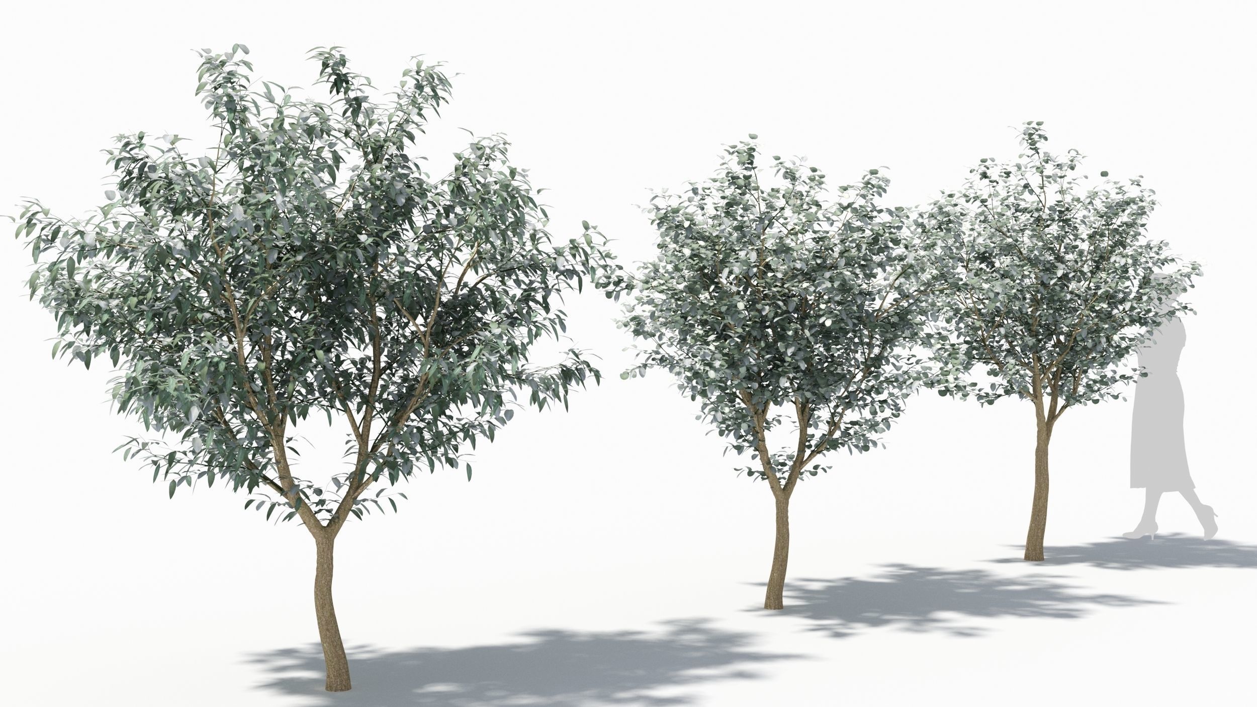 Eucalyptus tree 3D model_2