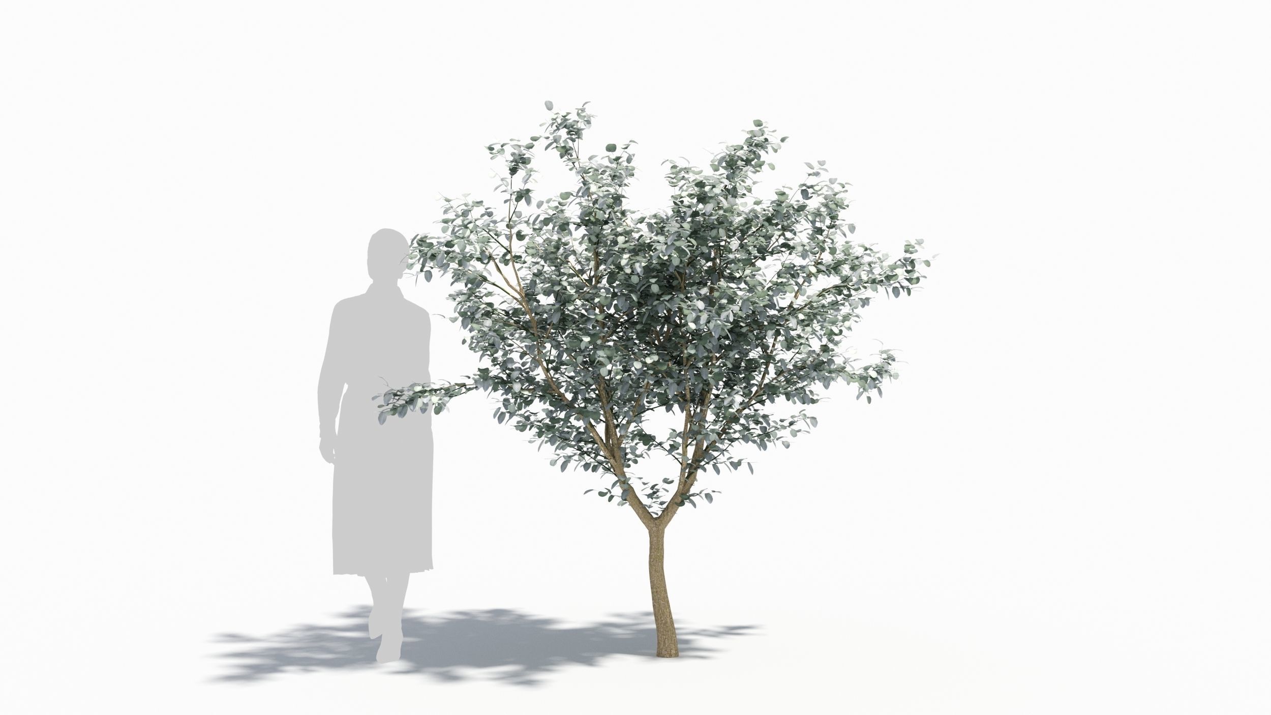 Eucalyptus tree 3D model_7