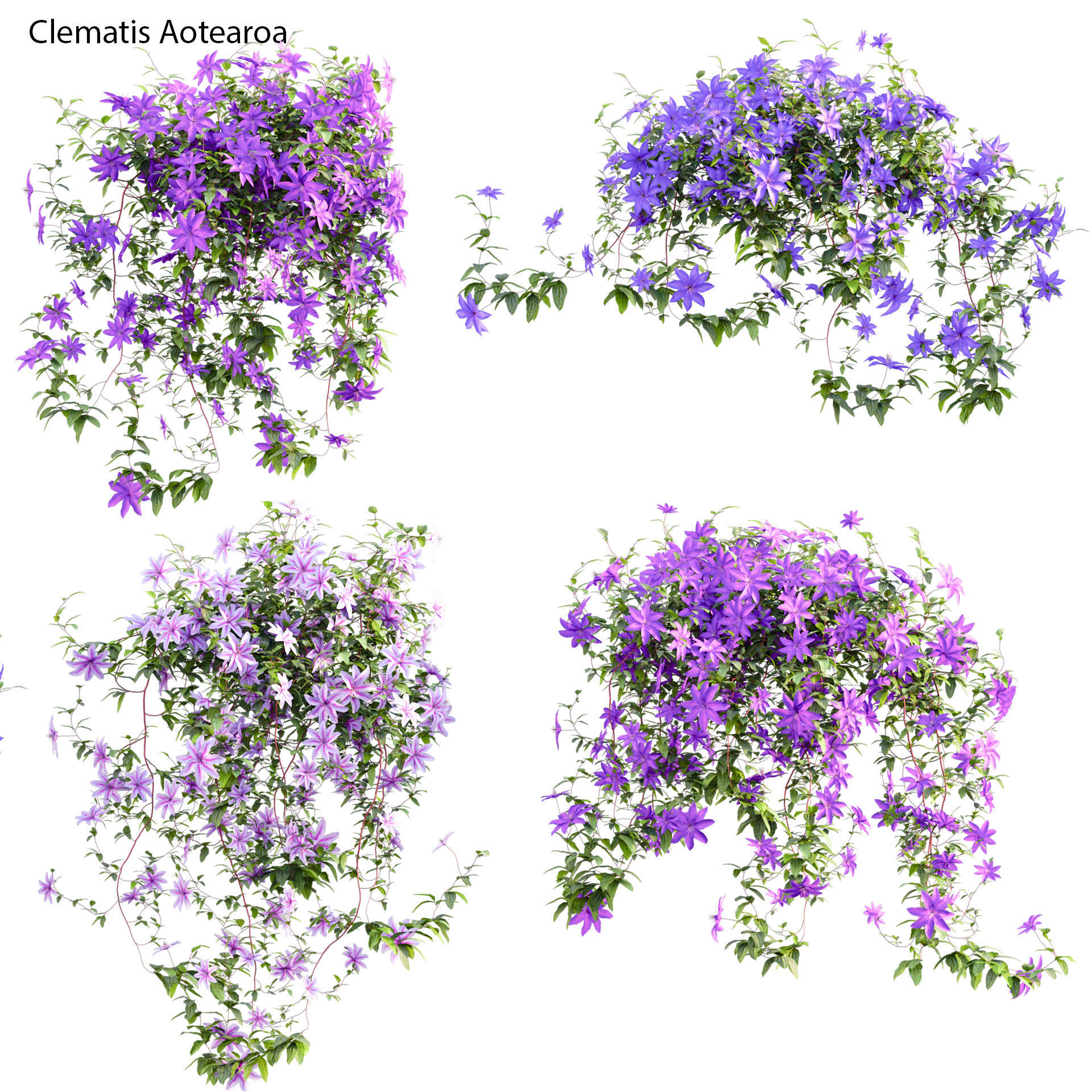 Clematis Aotearoa - Clematis Jackmanii 01 3D model_2