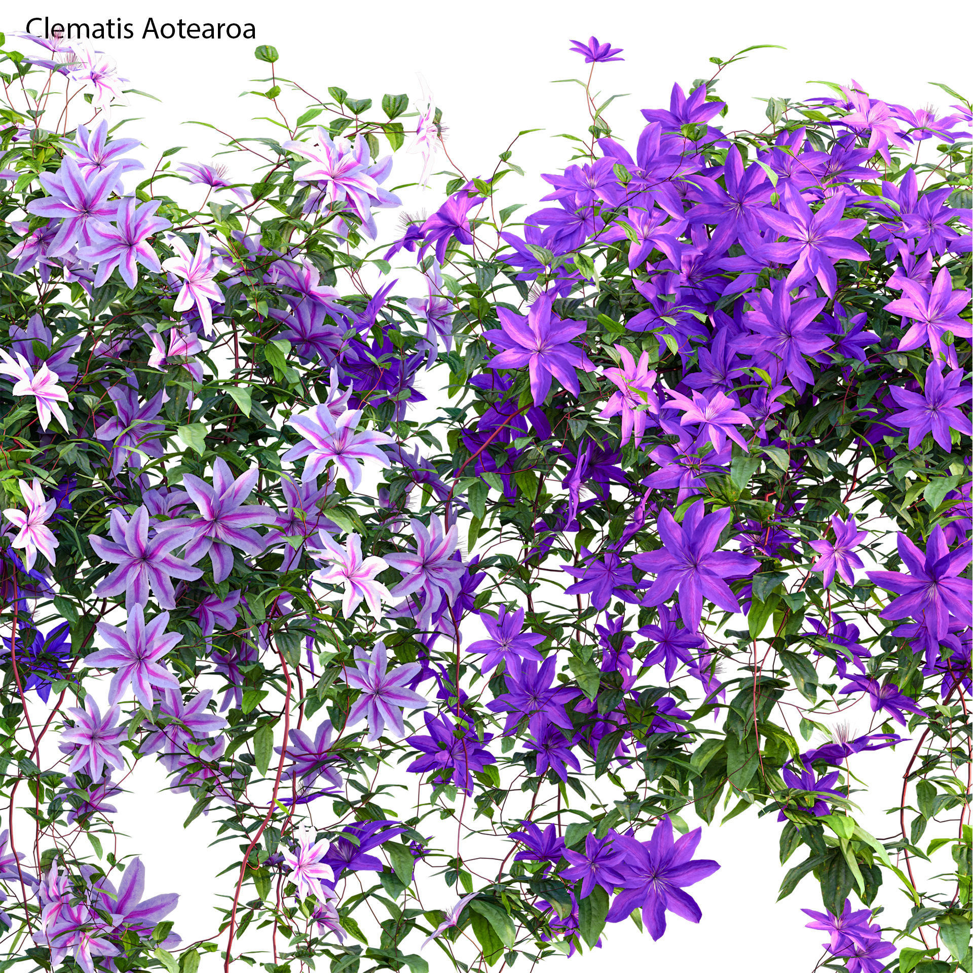 Clematis Aotearoa - Clematis Jackmanii 01 3D model_1