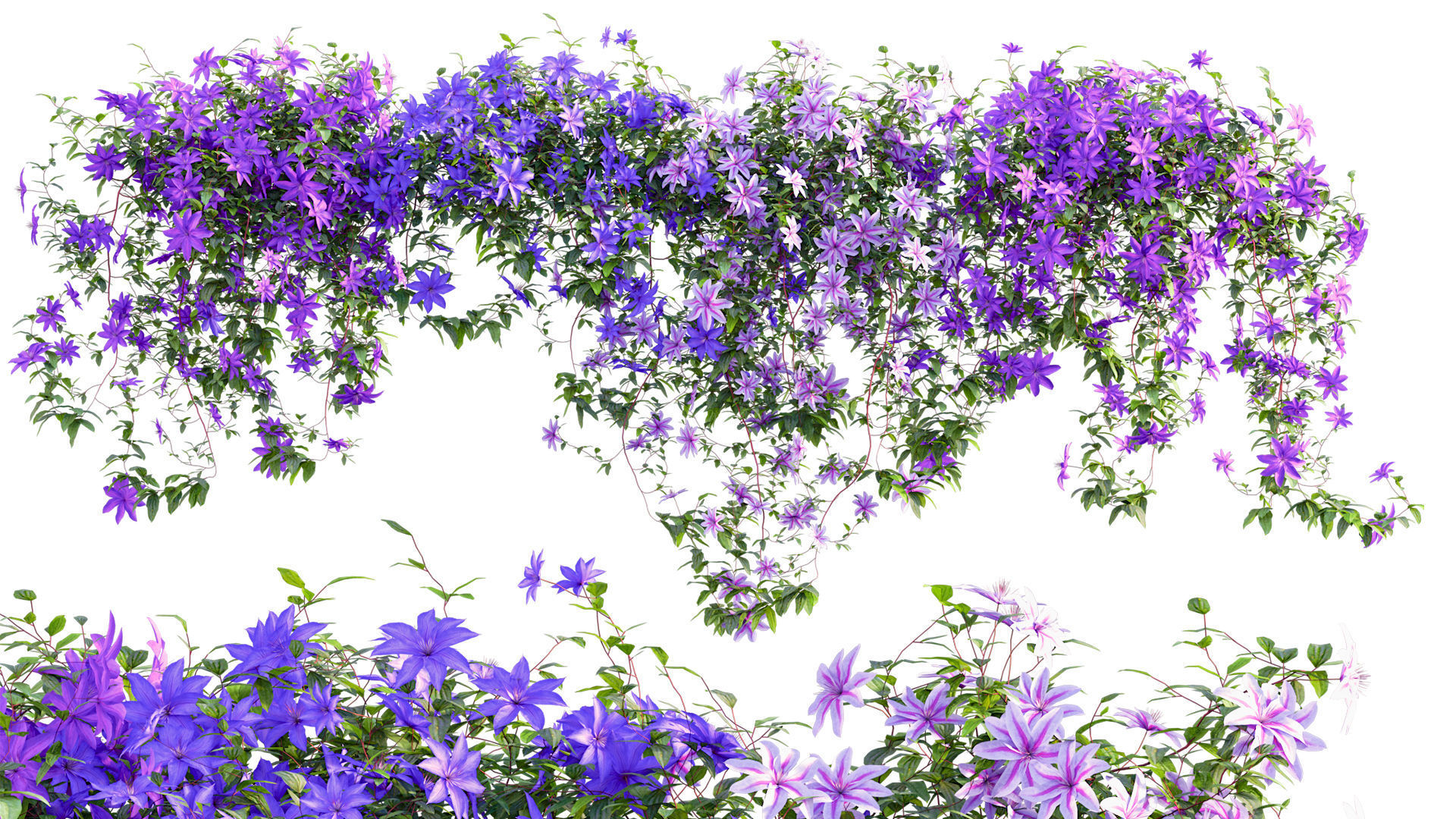 Clematis Aotearoa - Clematis Jackmanii 01 3D model_4