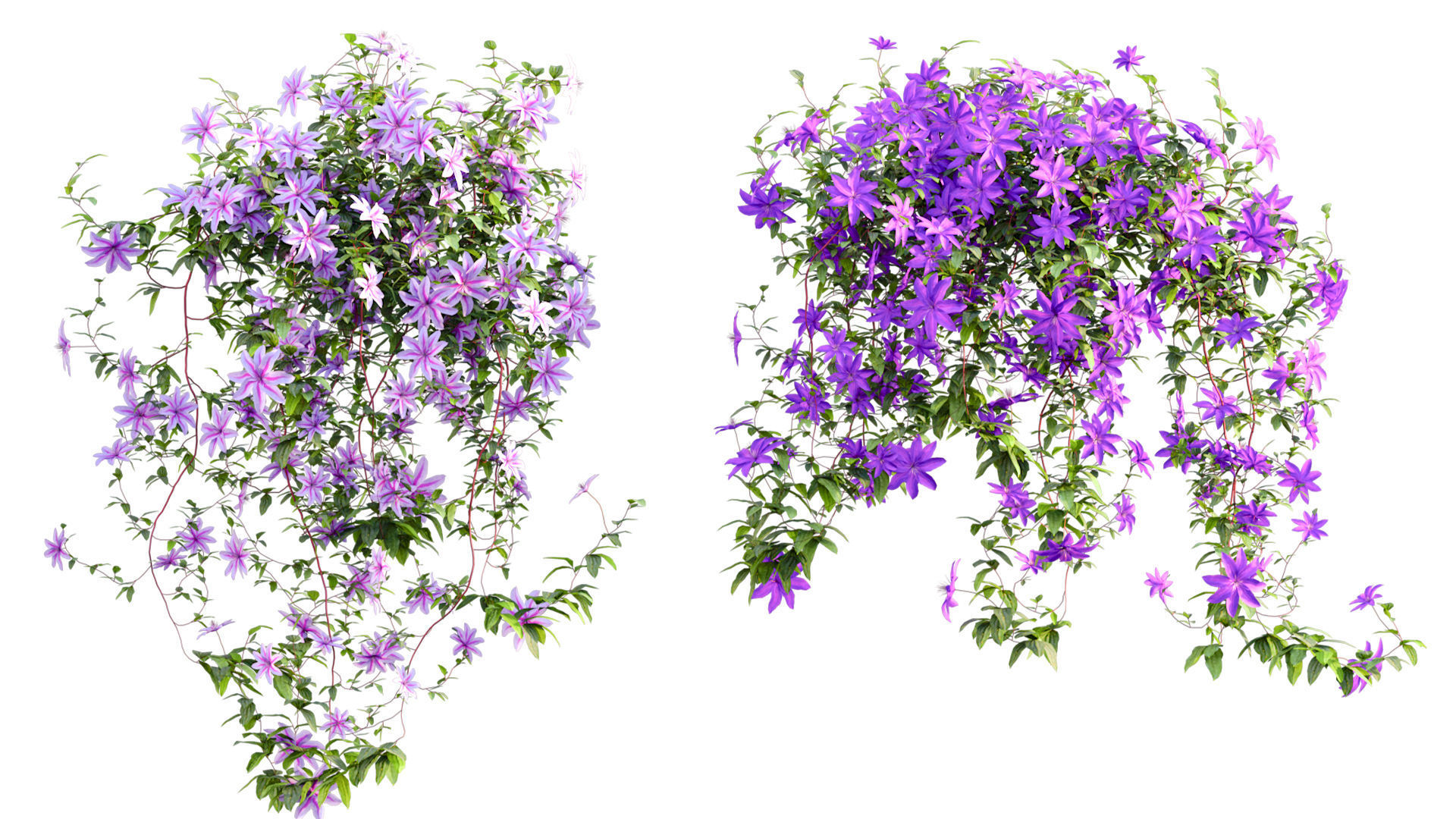 Clematis Aotearoa - Clematis Jackmanii 01 3D model_8