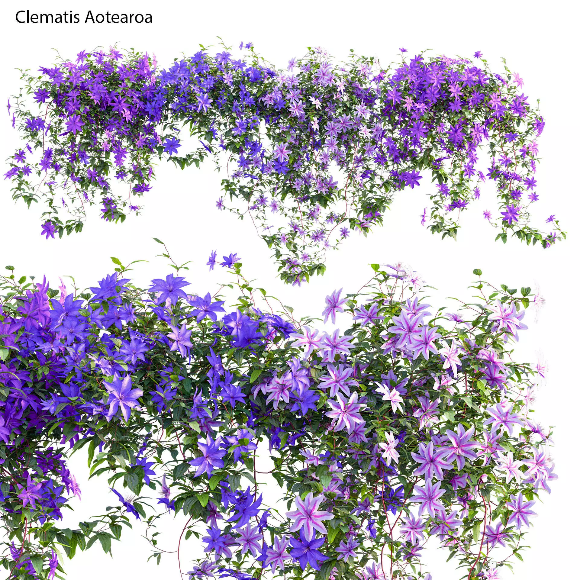 Clematis Aotearoa - Clematis Jackmanii 01 3D model_0