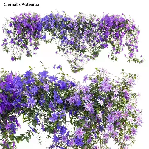Clematis Aotearoa - Clematis Jackmanii 01 3D model Clematis Aotearoa - Clematis Jackmanii 01 3D model