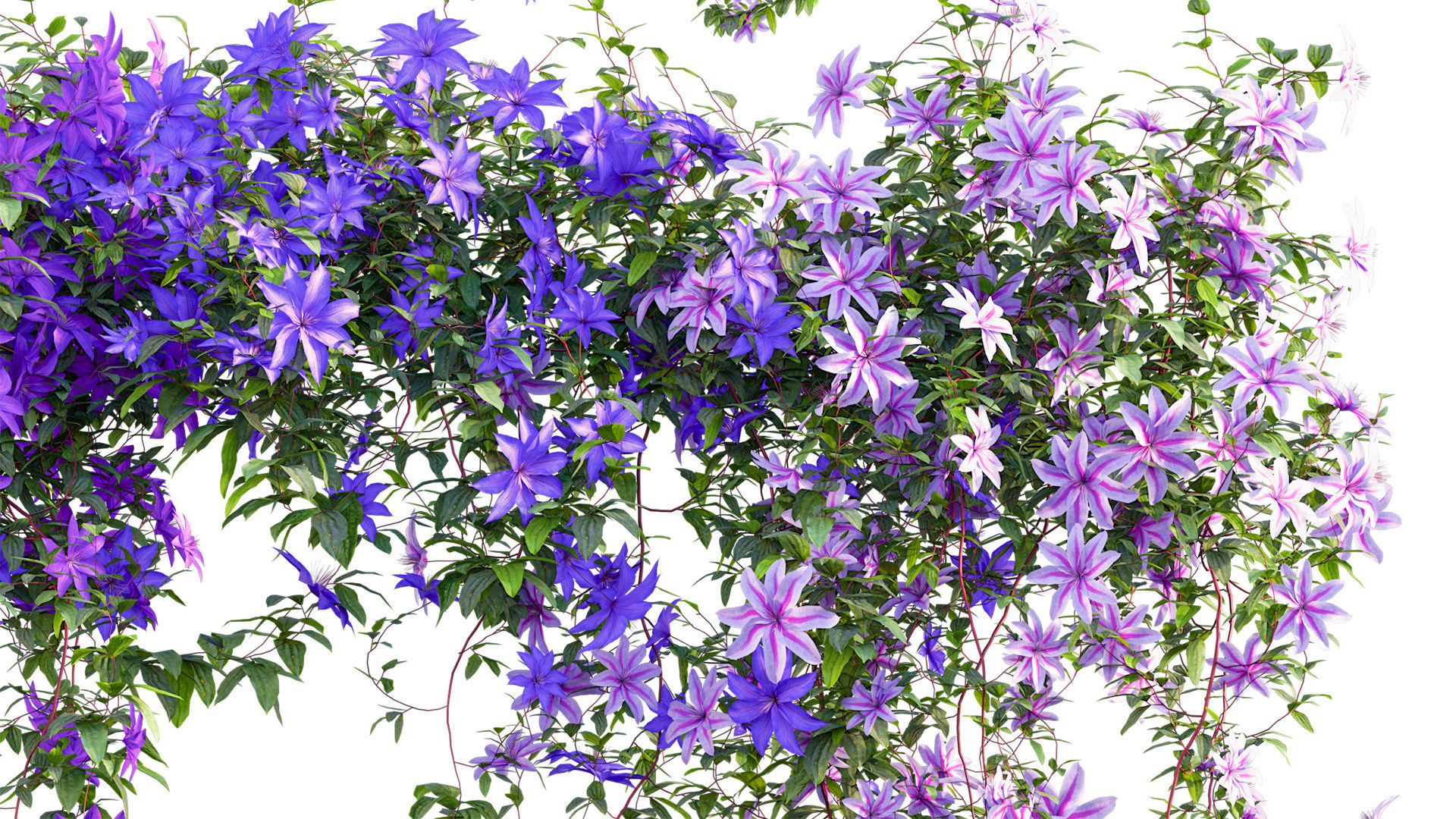 Clematis Aotearoa - Clematis Jackmanii 01 3D model_6