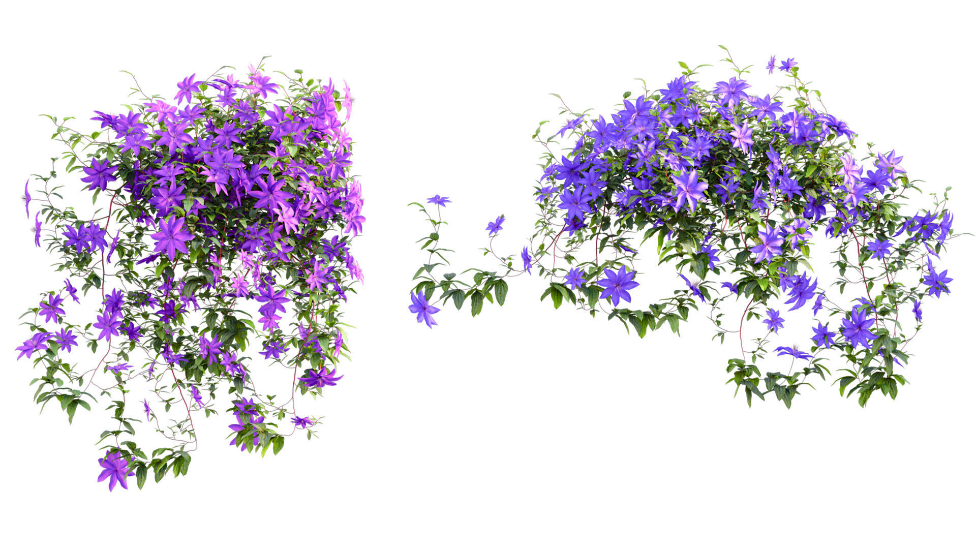 Clematis Aotearoa - Clematis Jackmanii 01 3D model_7