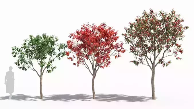 Nyssa tree 3D model