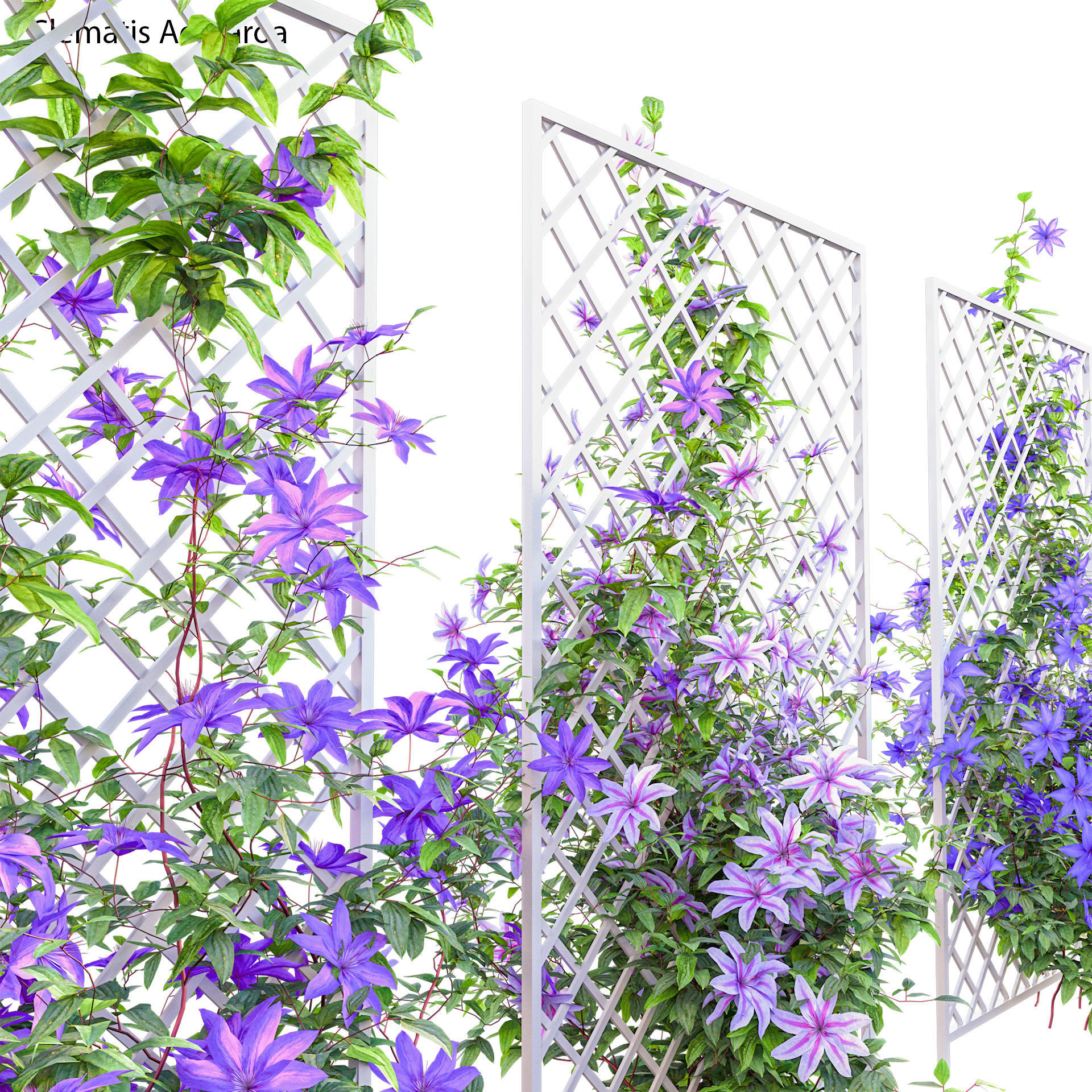 Clematis Aotearoa - Clematis Jackmanii 02 3D model_3