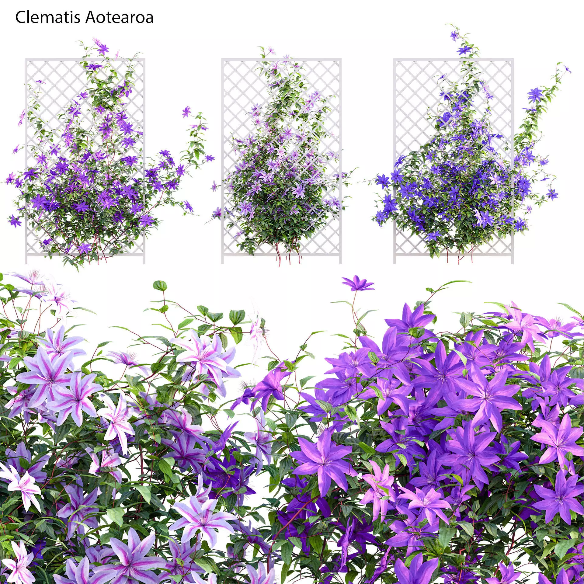 Clematis Aotearoa - Clematis Jackmanii 02 3D model_0