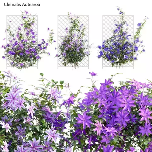 Clematis Aotearoa - Clematis Jackmanii 02 3D model