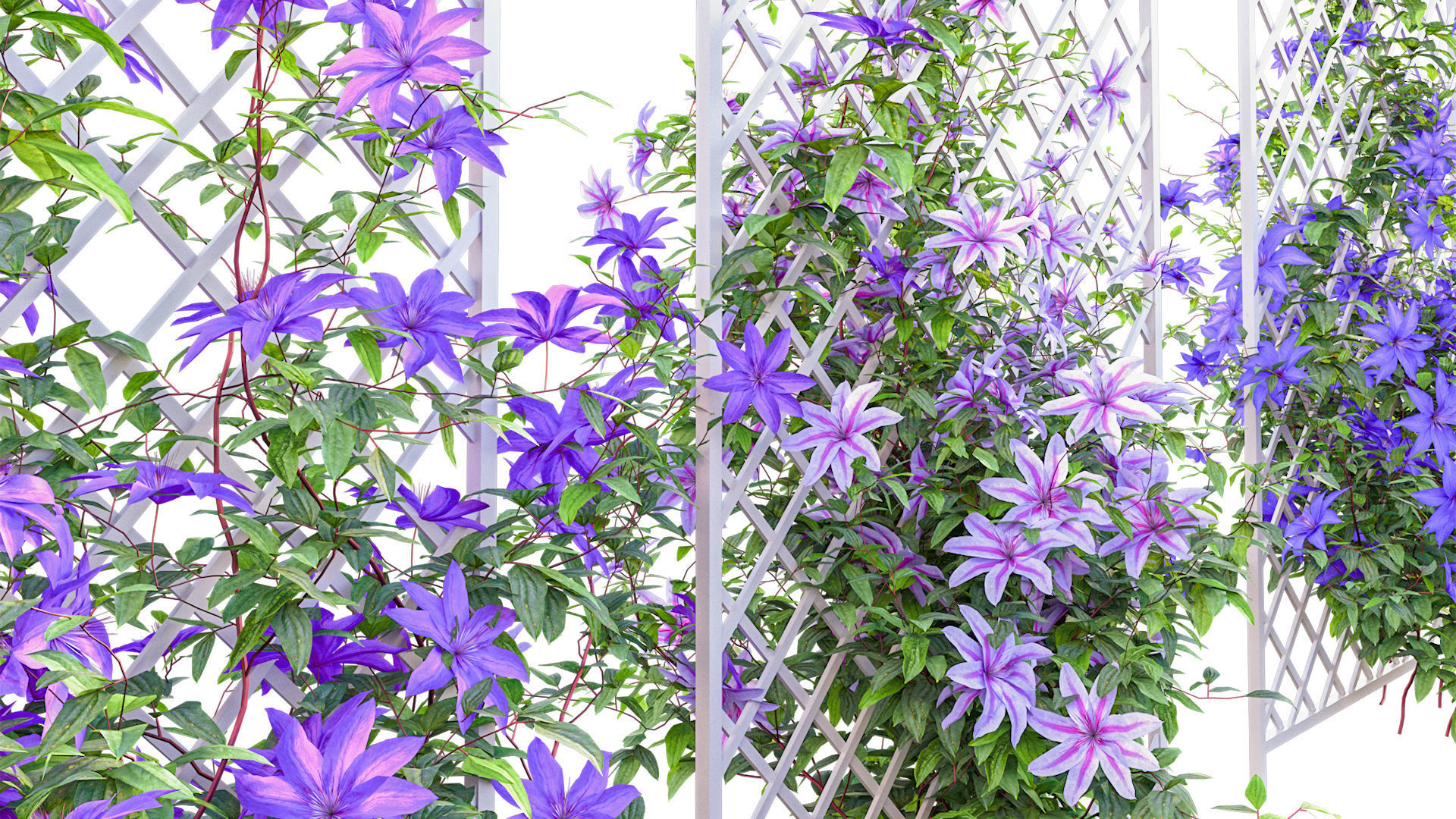 Clematis Aotearoa - Clematis Jackmanii 02 3D model_7