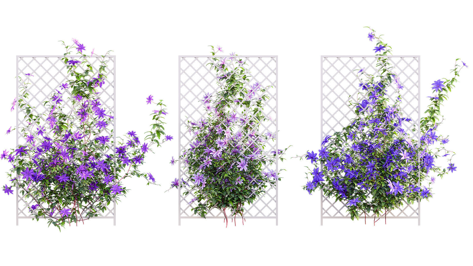 Clematis Aotearoa - Clematis Jackmanii 02 3D model_5