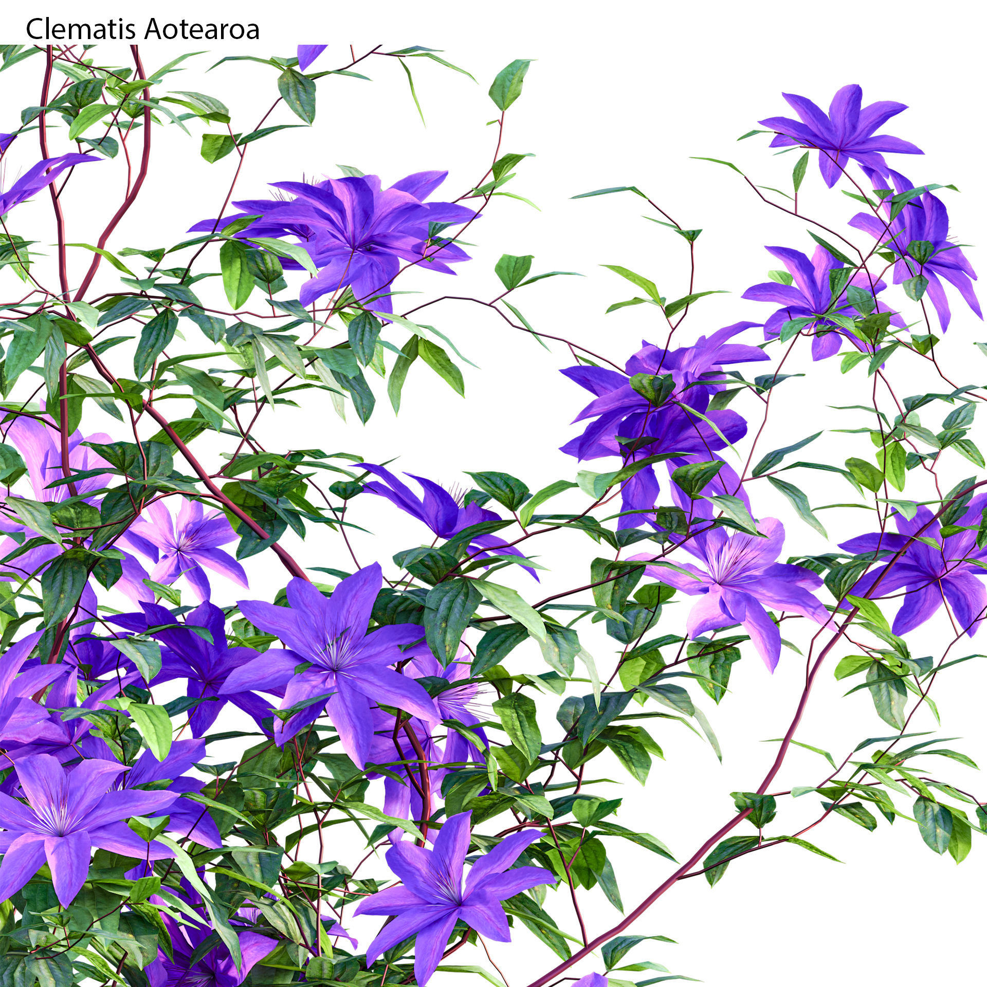 Clematis Aotearoa - Clematis Jackmanii 02 3D model_1