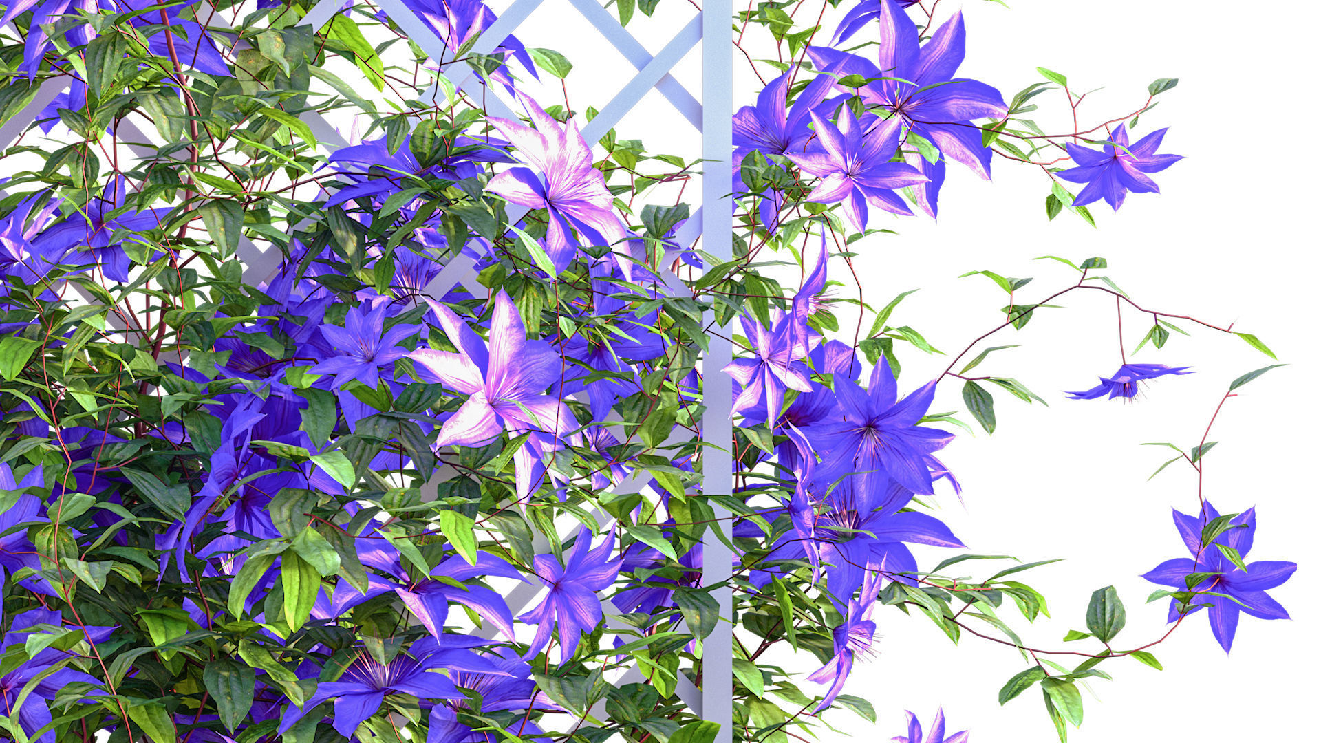 Clematis Aotearoa - Clematis Jackmanii 02 3D model_6