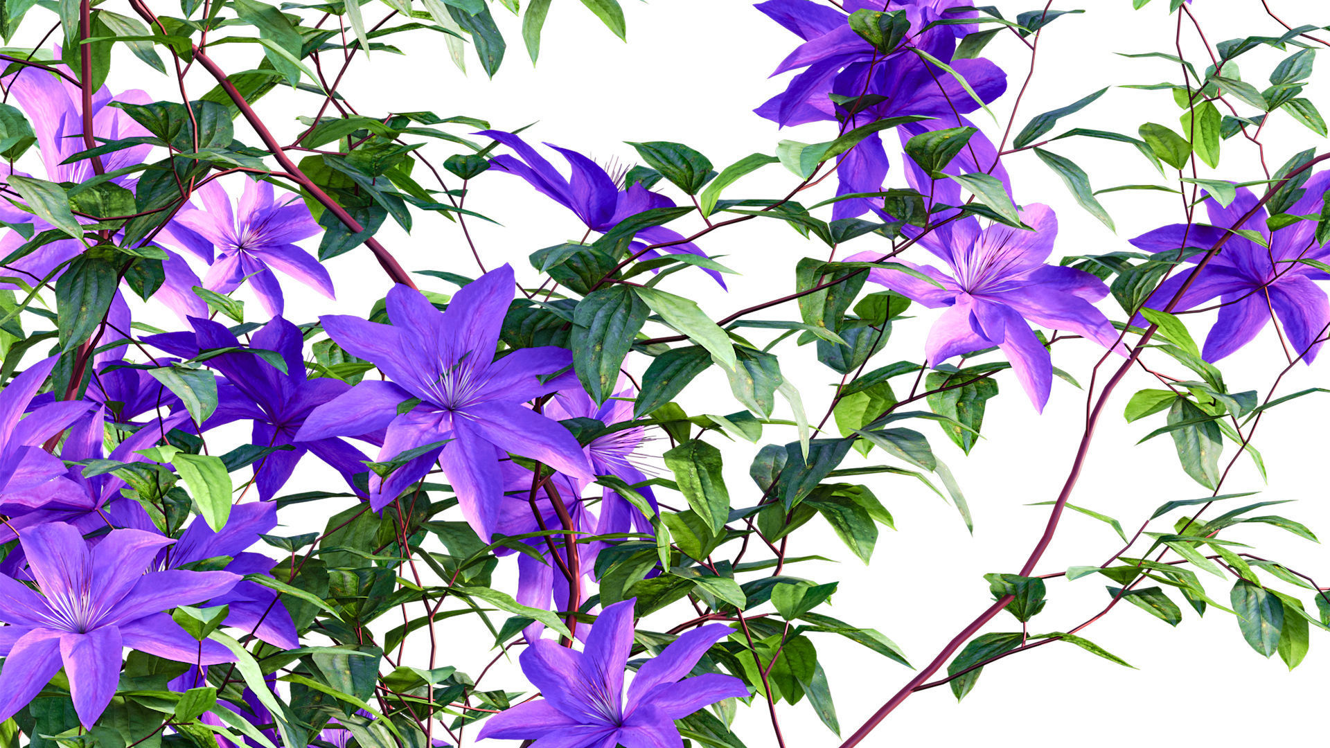 Clematis Aotearoa - Clematis Jackmanii 02 3D model_8