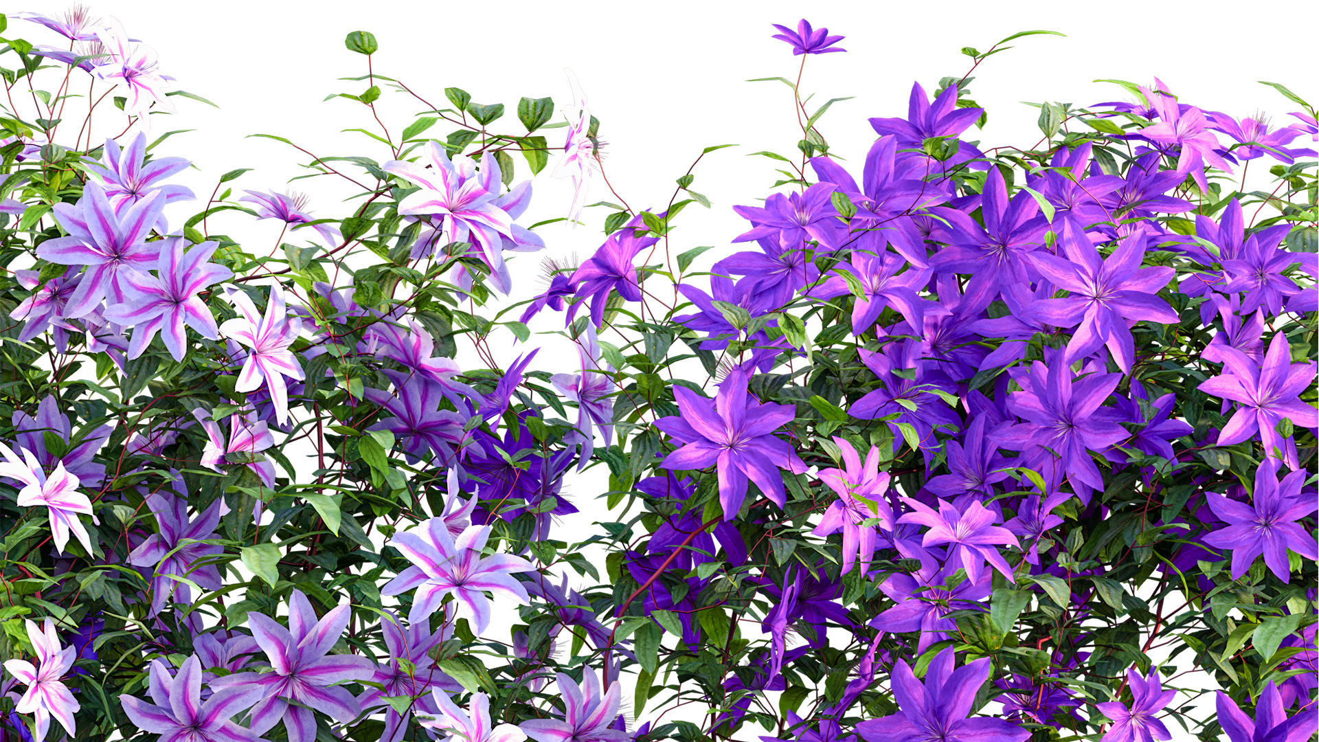 Clematis Aotearoa - Clematis Jackmanii 02 3D model_9
