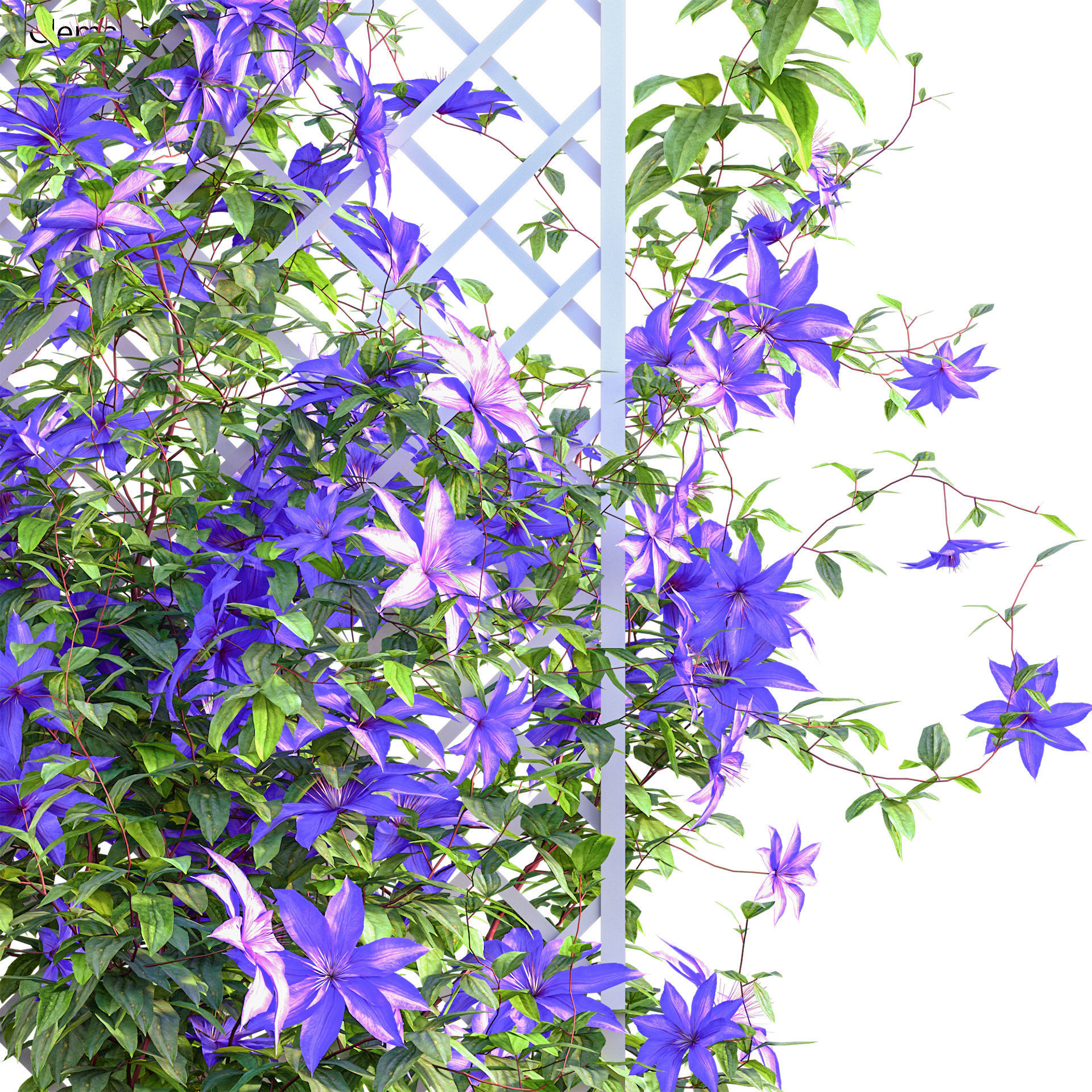 Clematis Aotearoa - Clematis Jackmanii 02 3D model_2