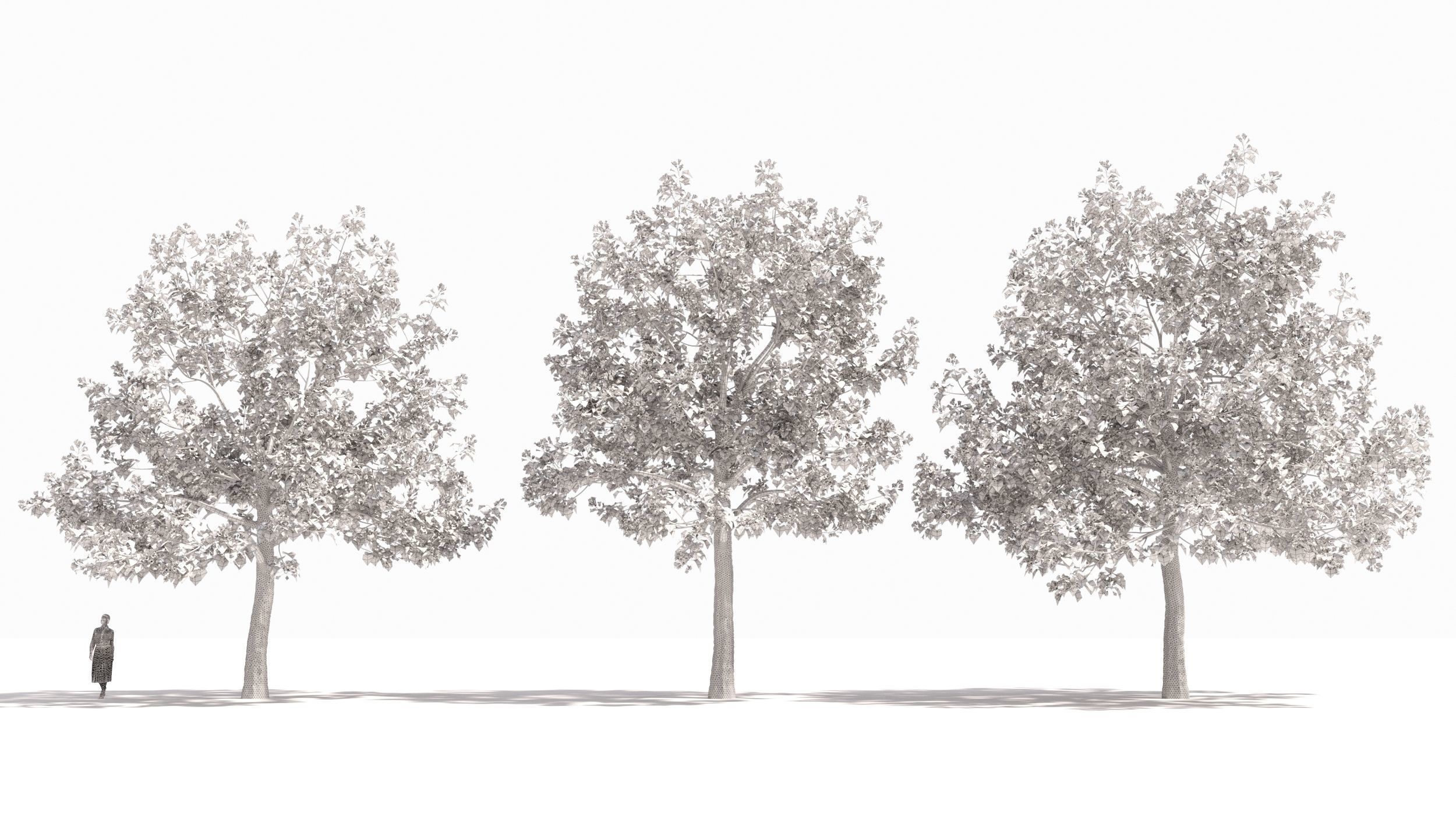 Paulownia tree 3D model_8