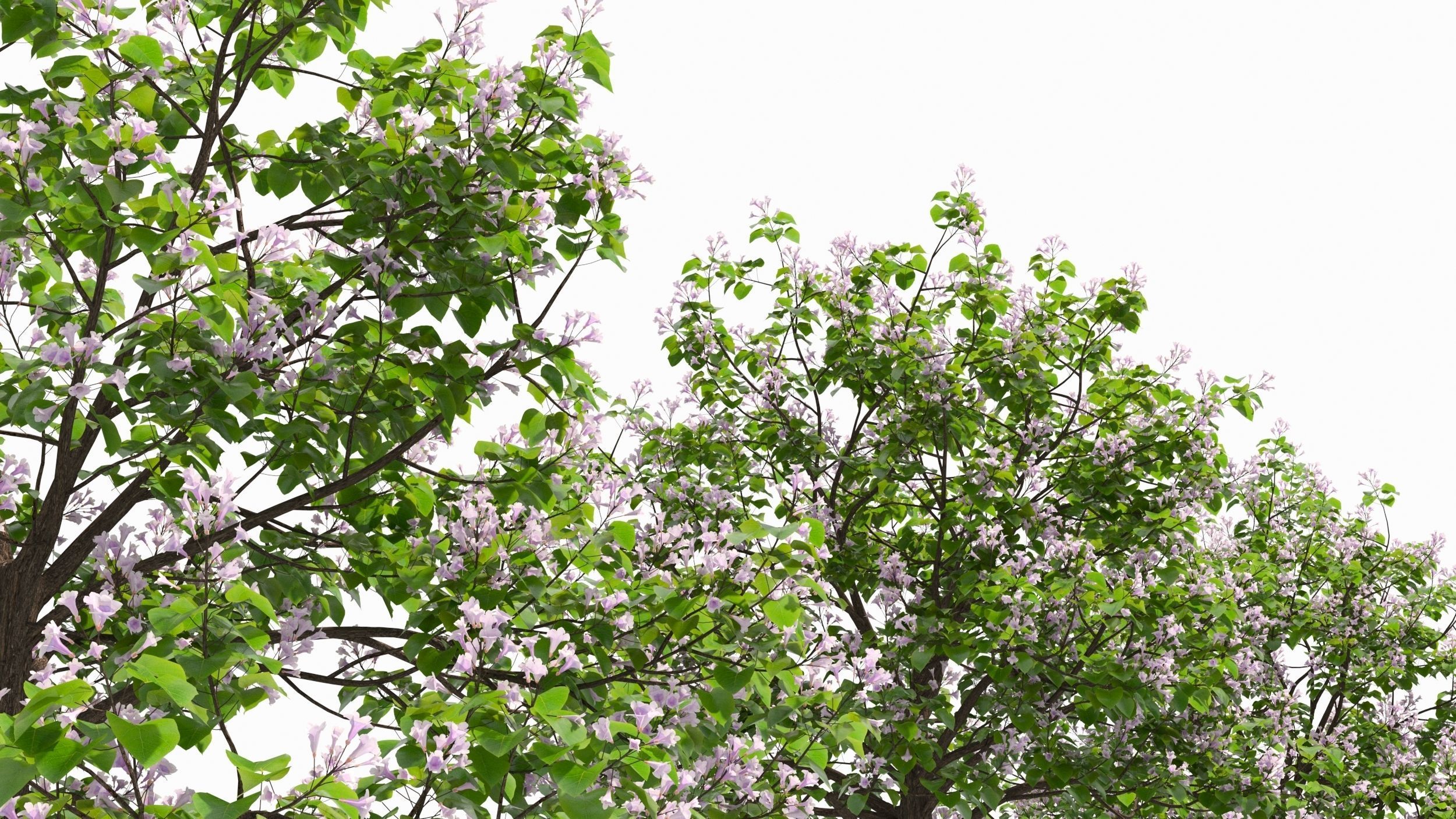 Paulownia tree 3D model_4