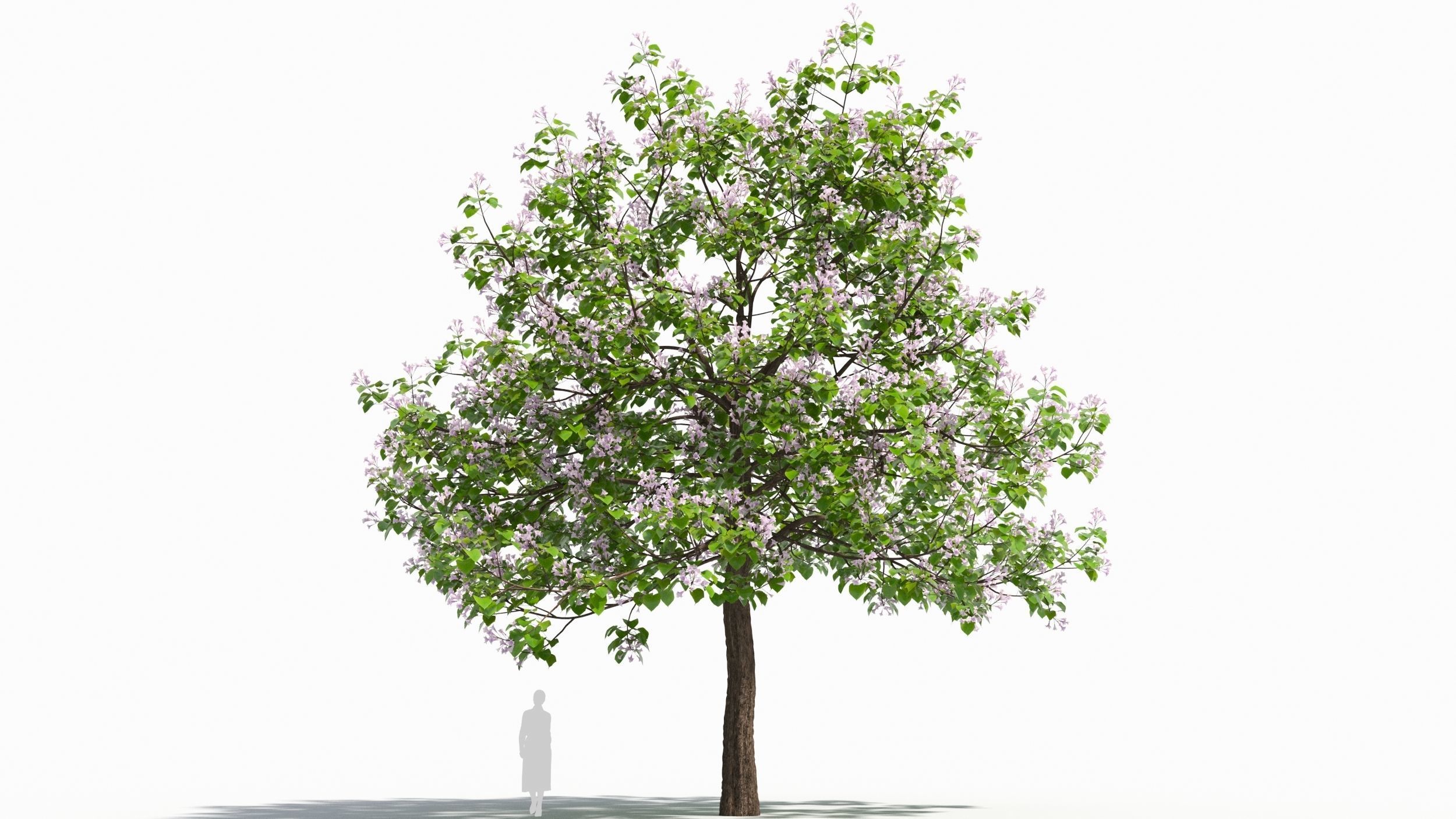 Paulownia tree 3D model_7