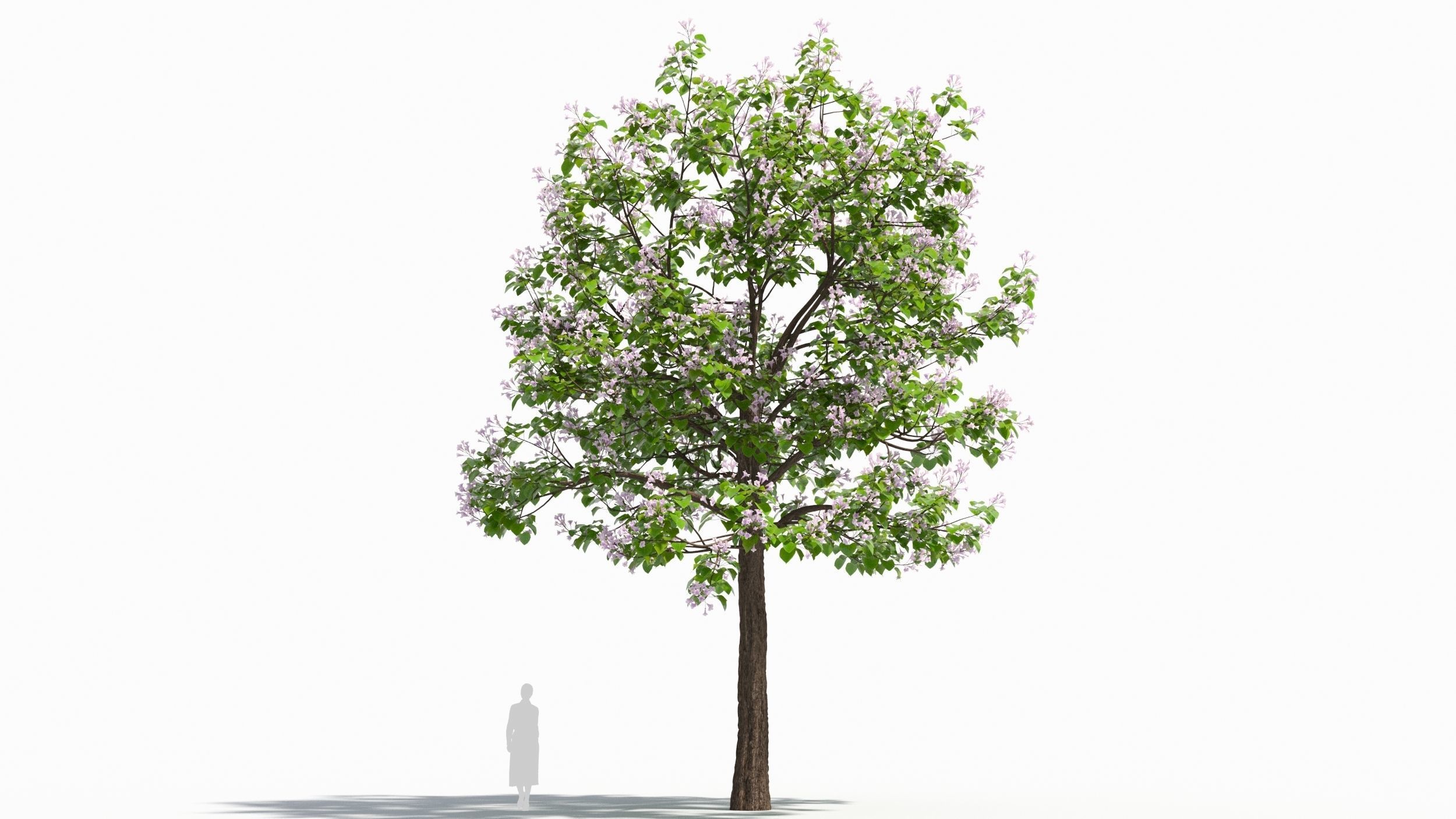 Paulownia tree 3D model_6