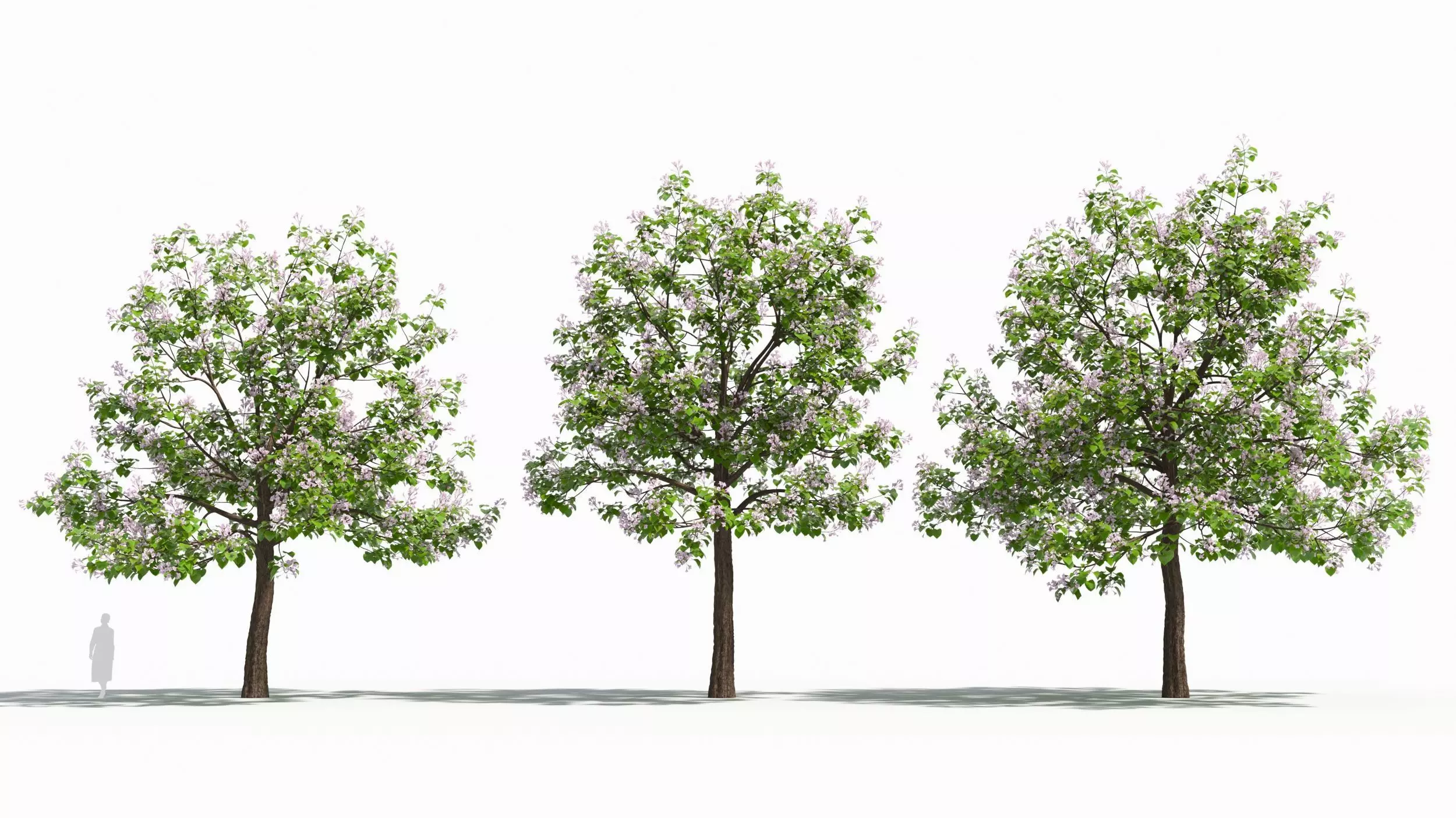 Paulownia tree 3D model_0
