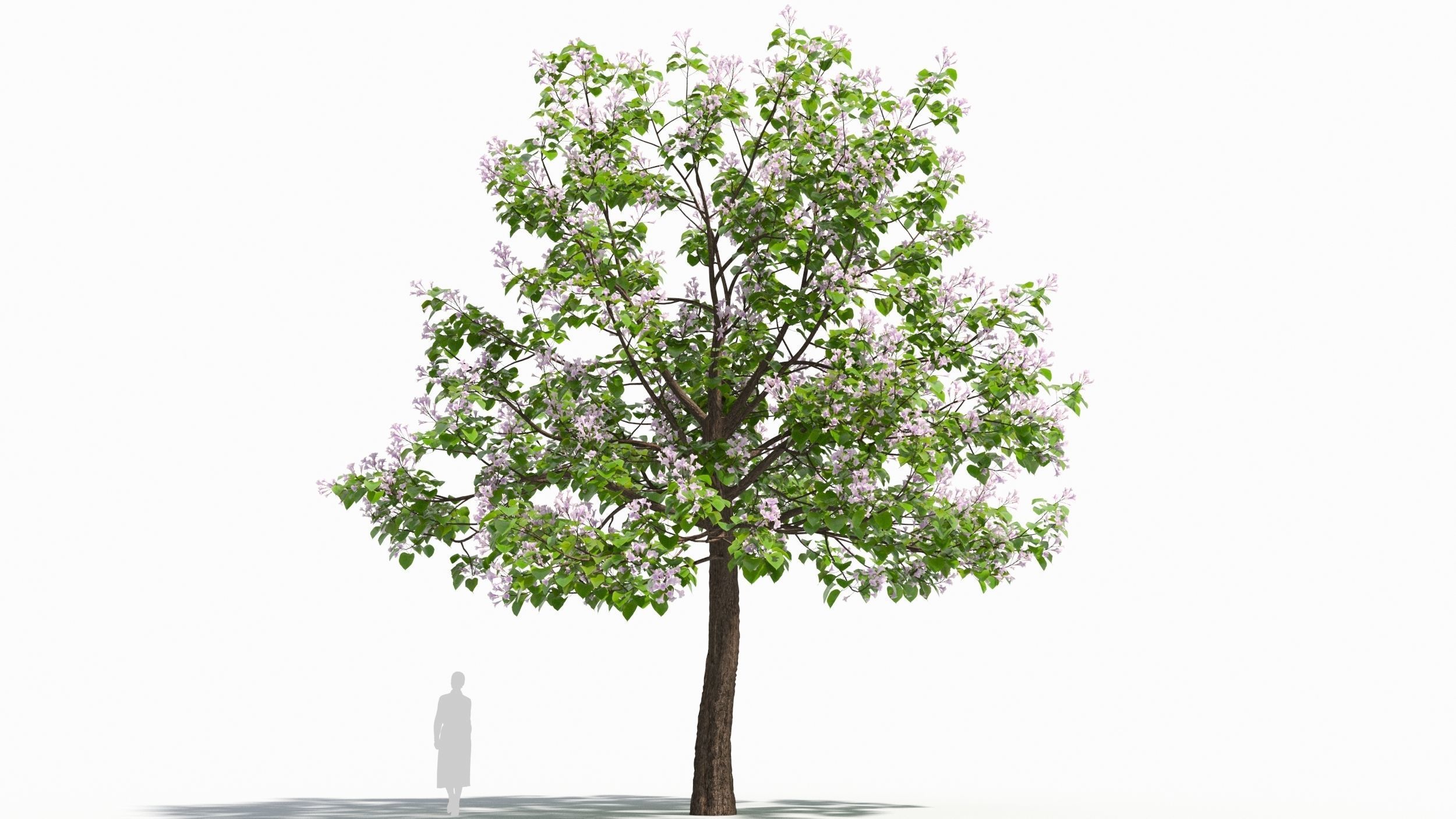 Paulownia tree 3D model_5