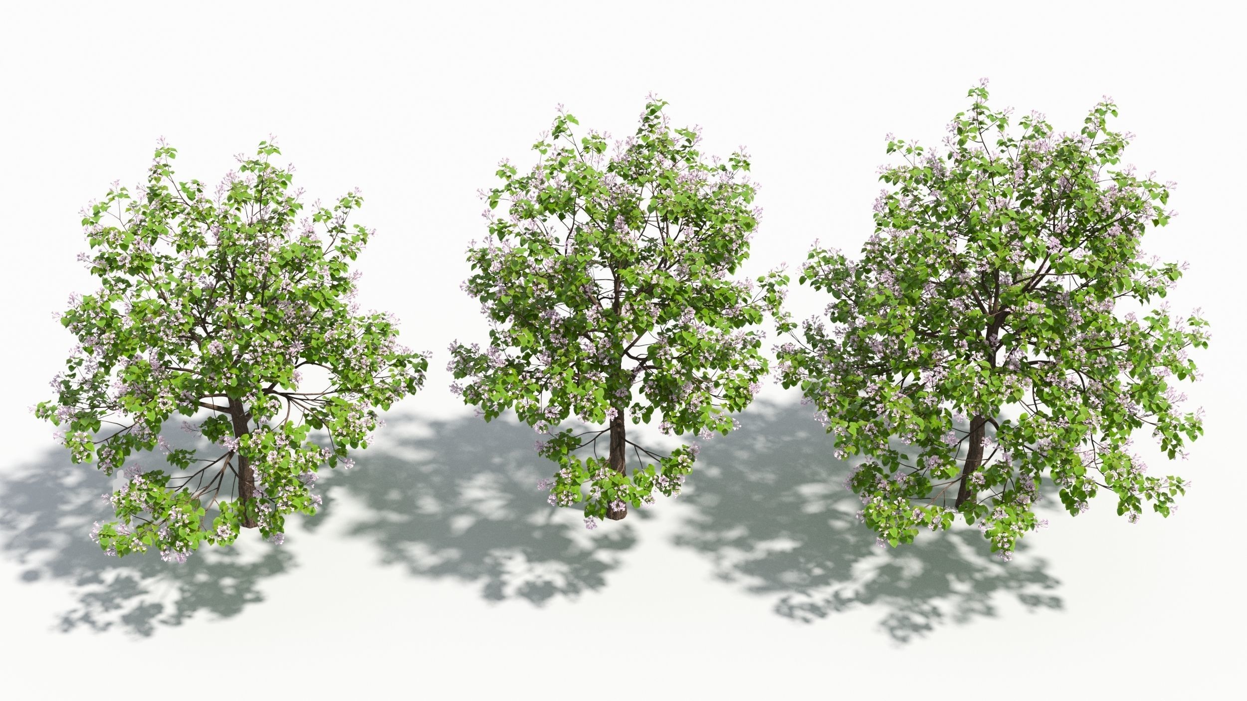 Paulownia tree 3D model_1