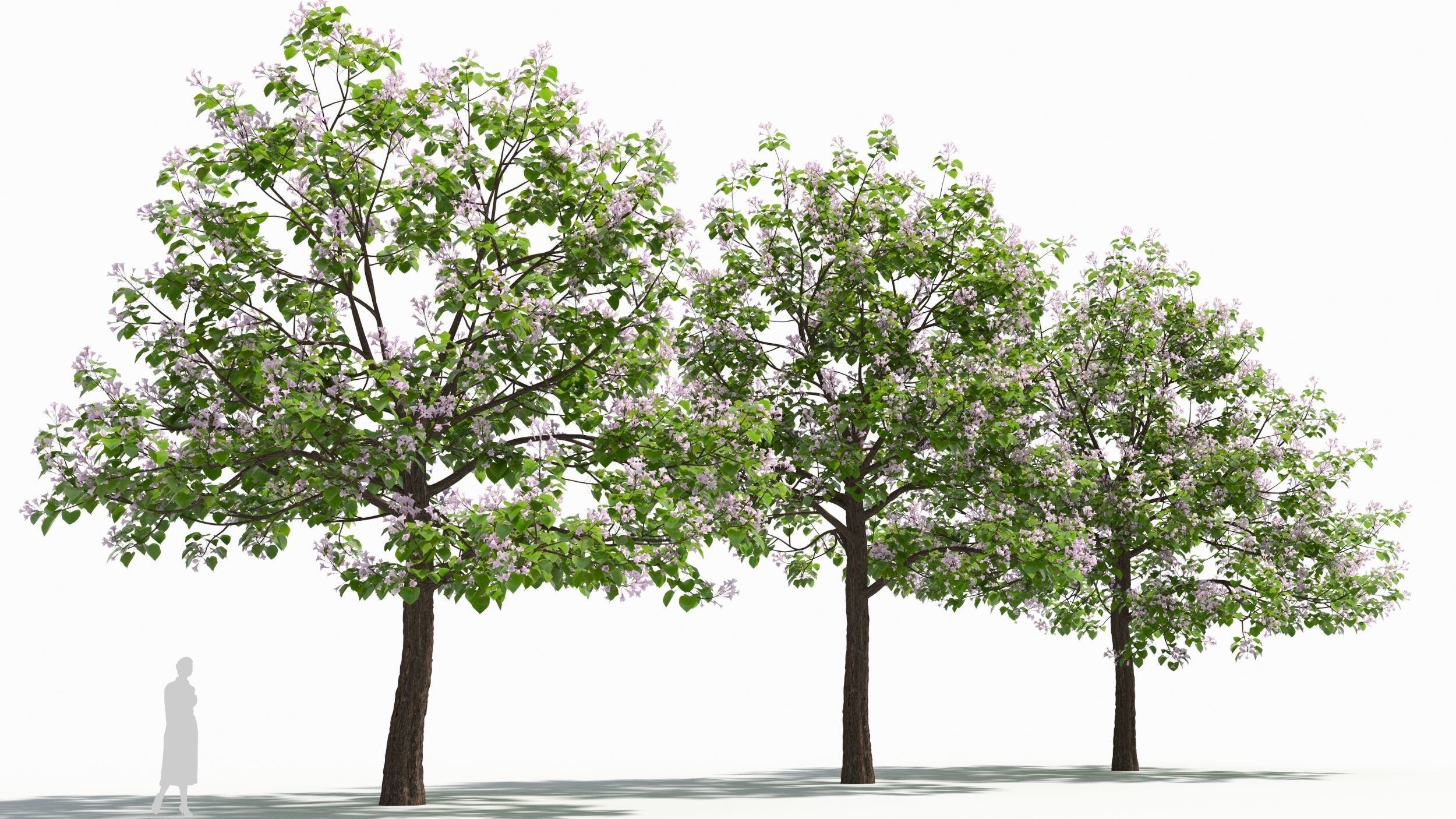Paulownia tree 3D model_2