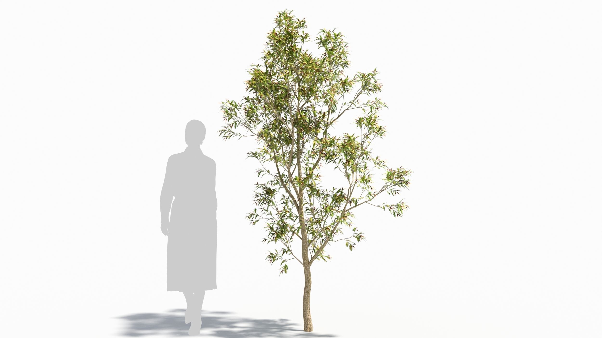 Sambucus tree 3D model_5