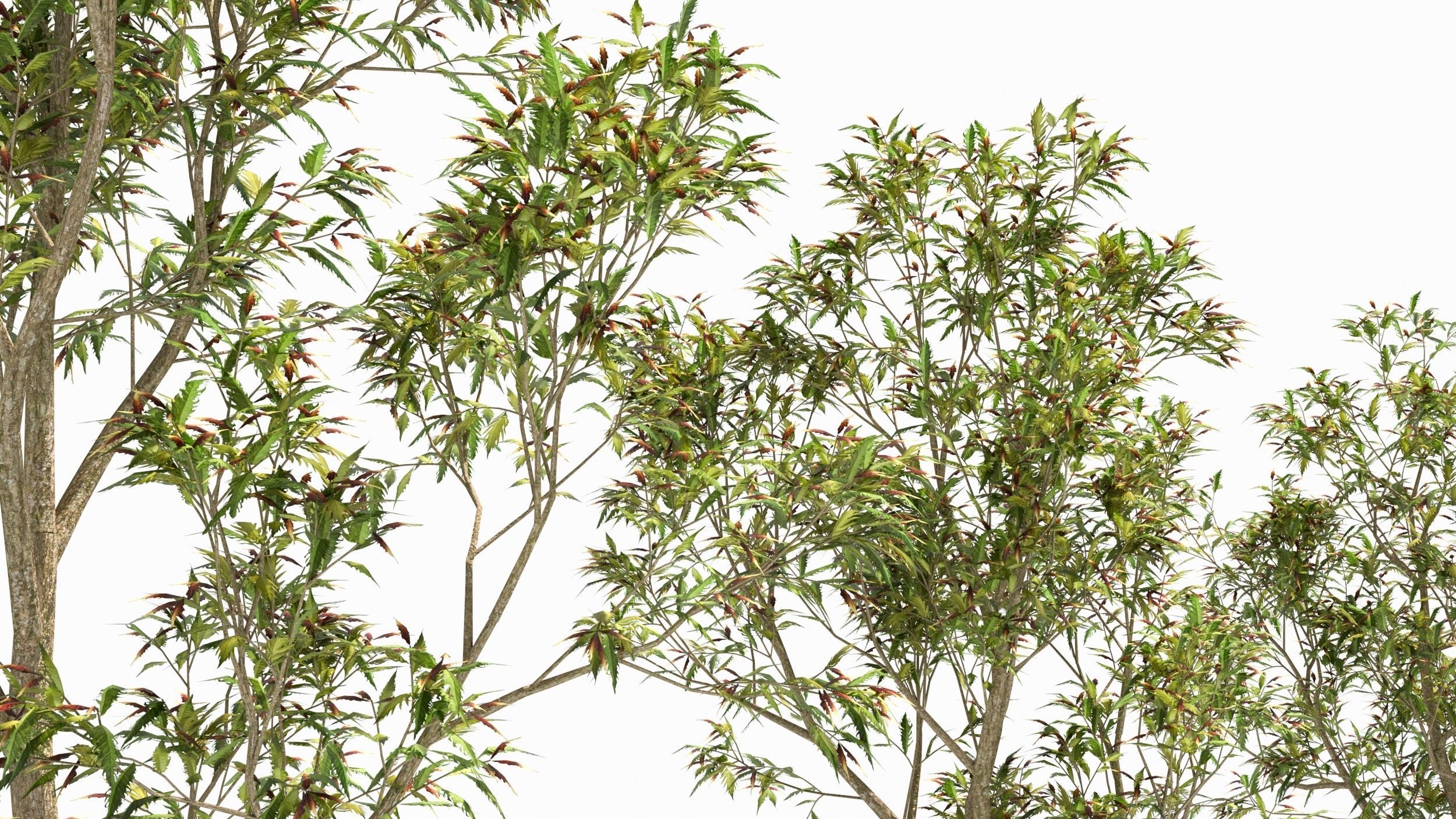 Sambucus tree 3D model_4