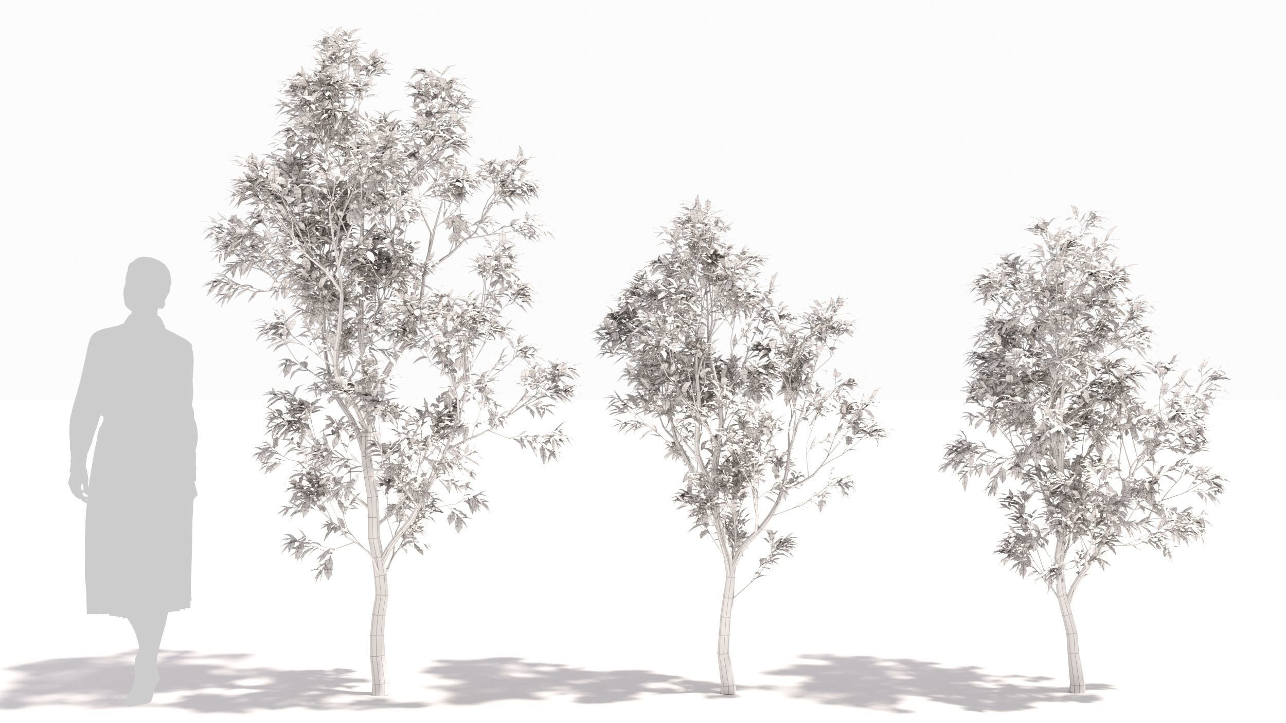 Sambucus tree 3D model_8