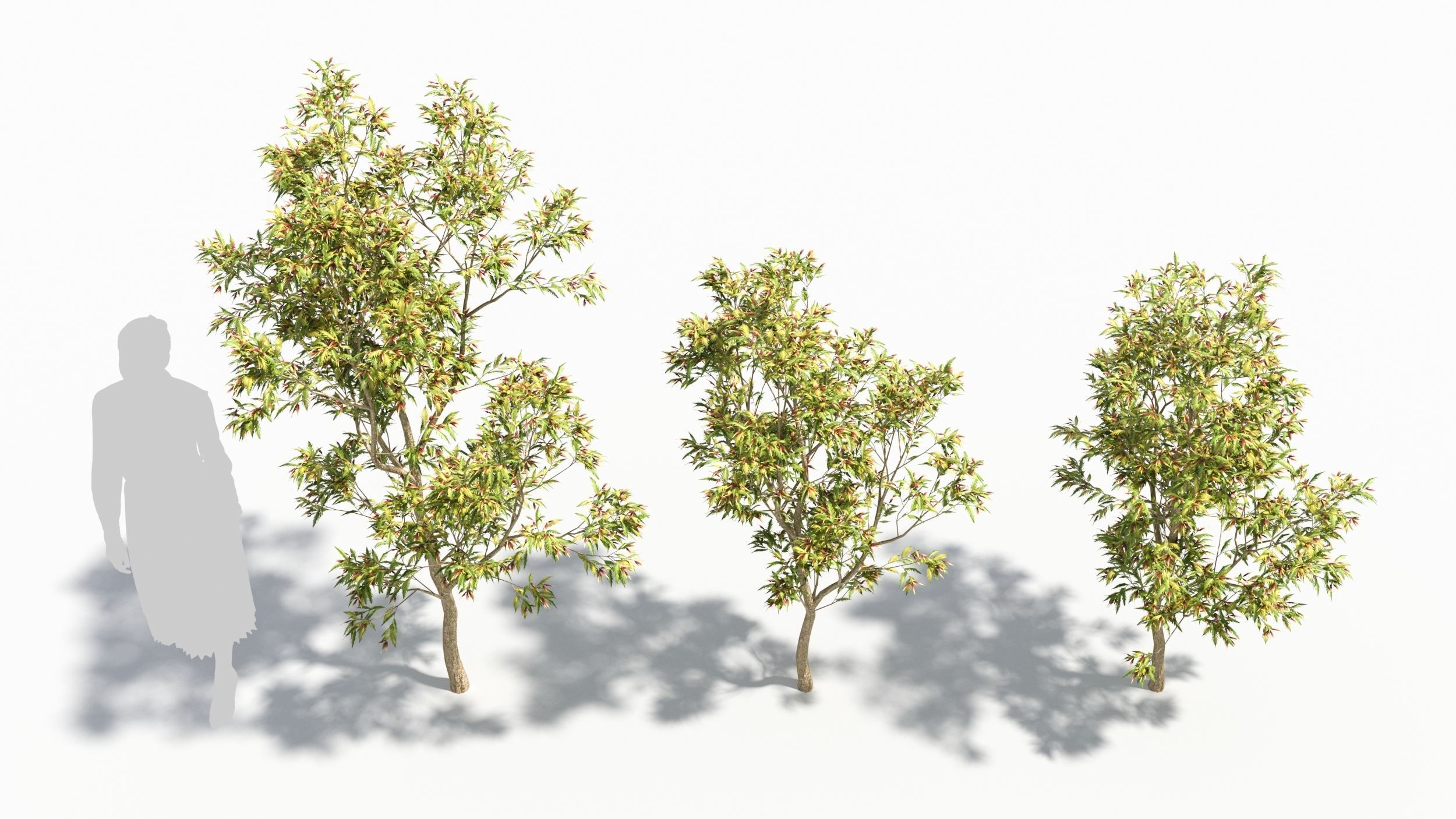 Sambucus tree 3D model_1