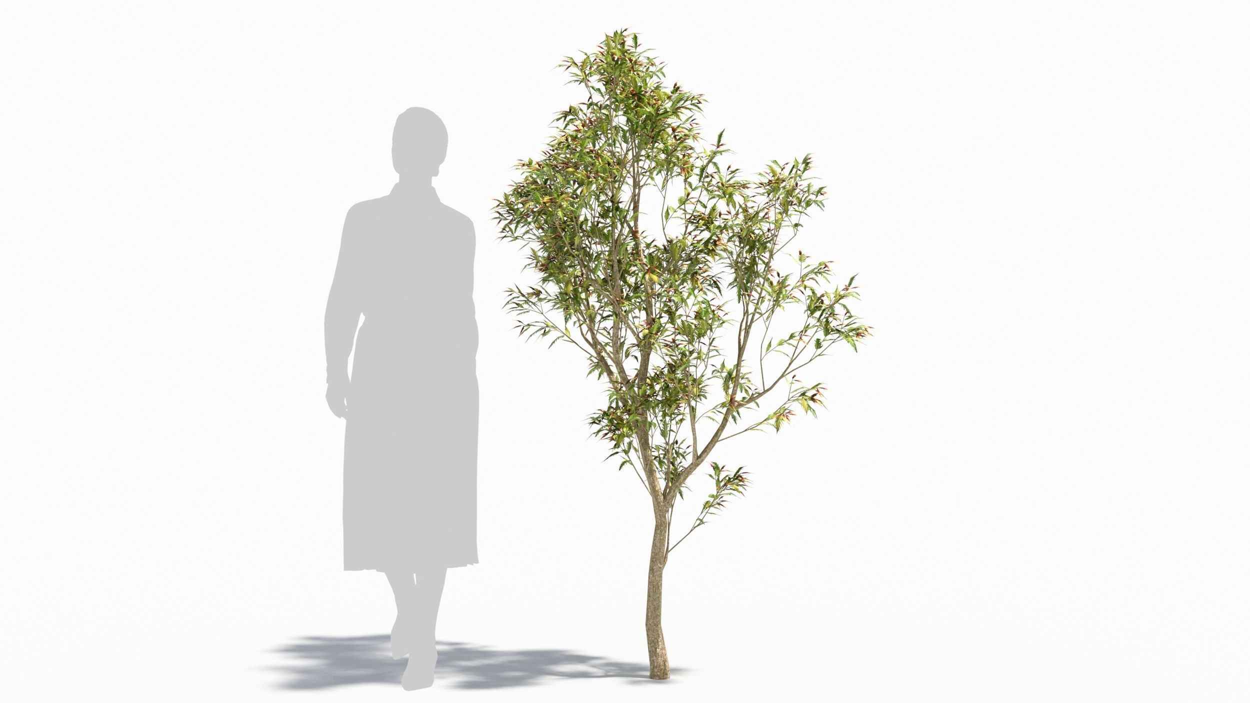 Sambucus tree 3D model_6