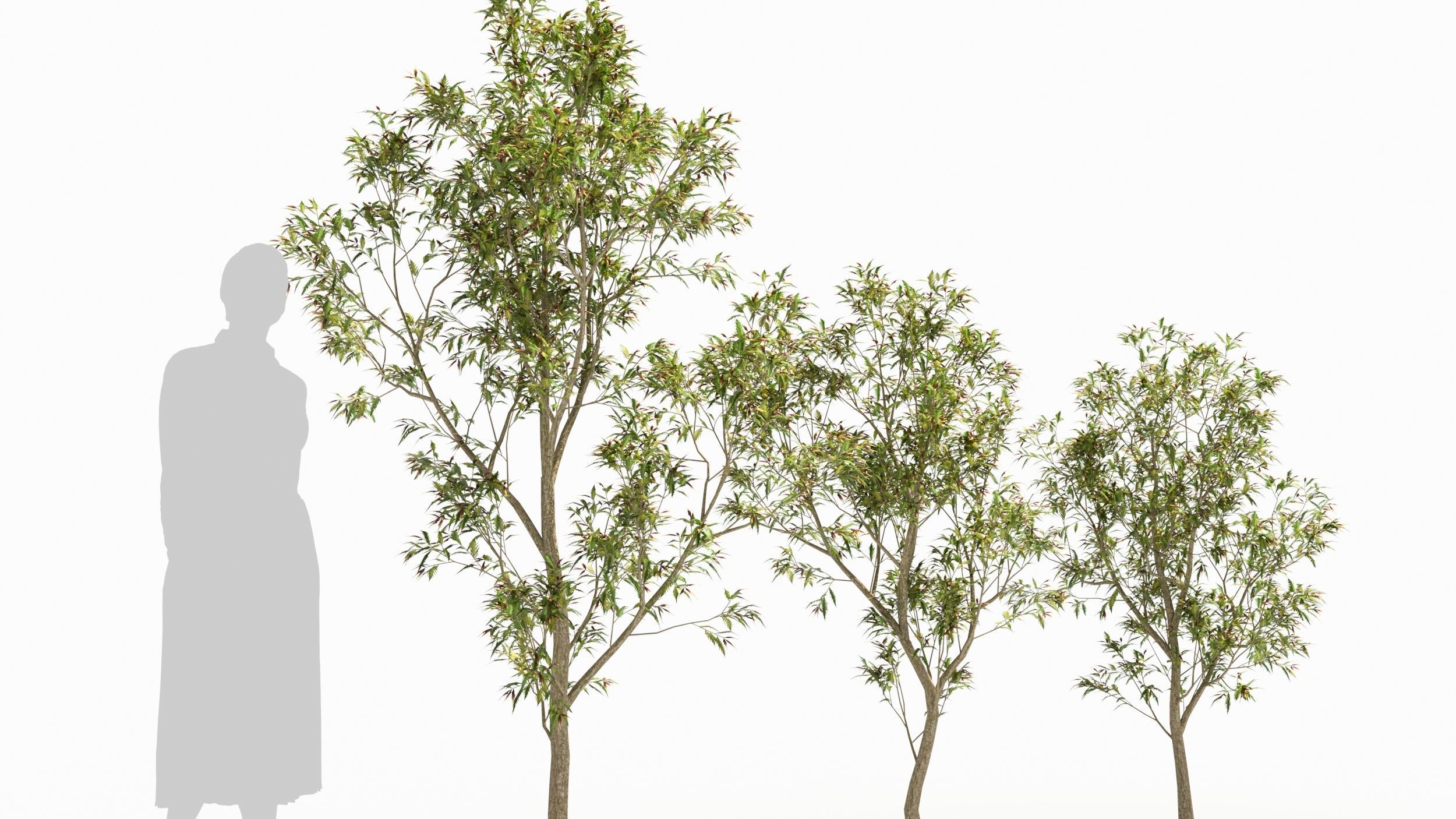 Sambucus tree 3D model_2