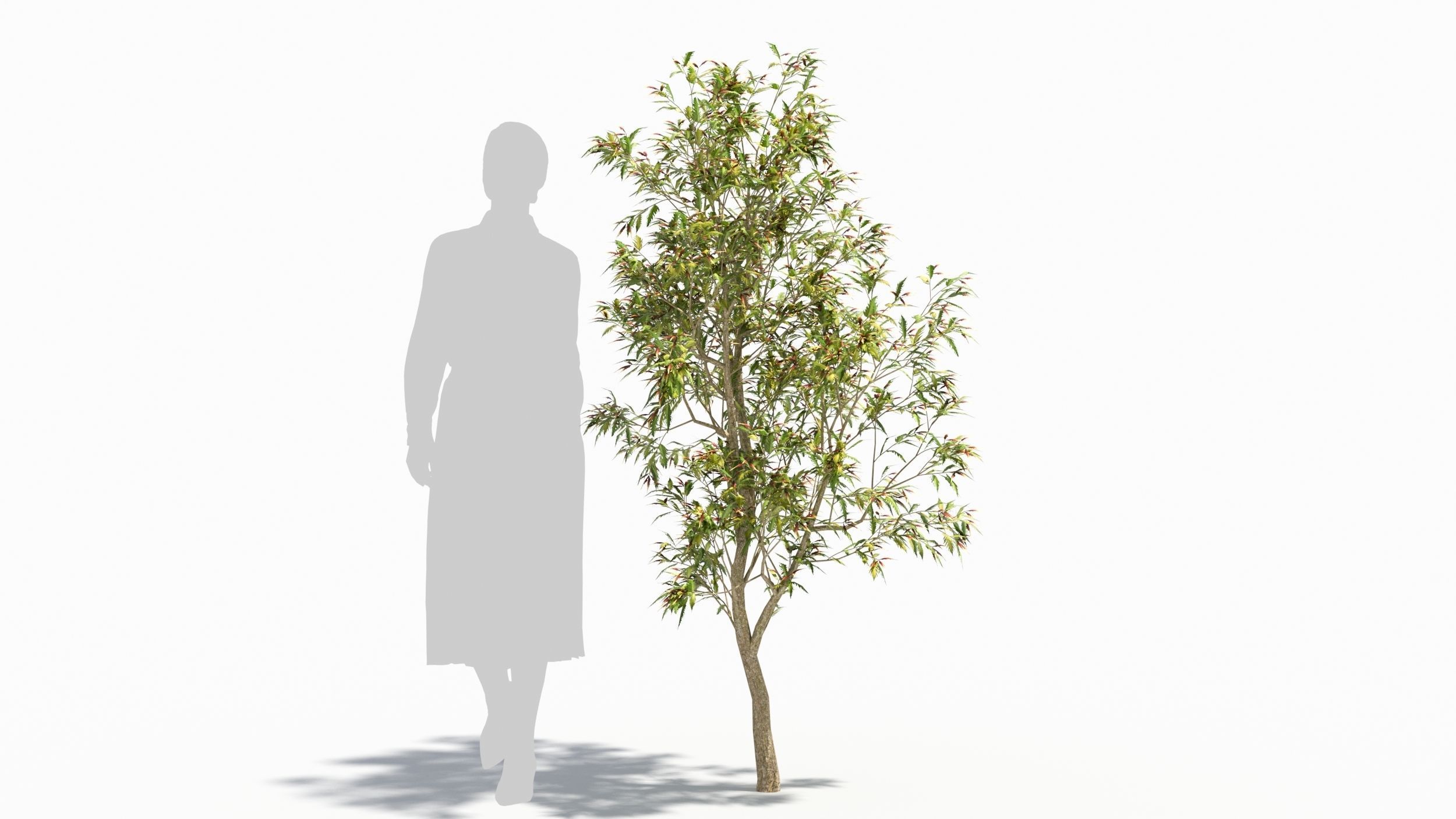 Sambucus tree 3D model_7