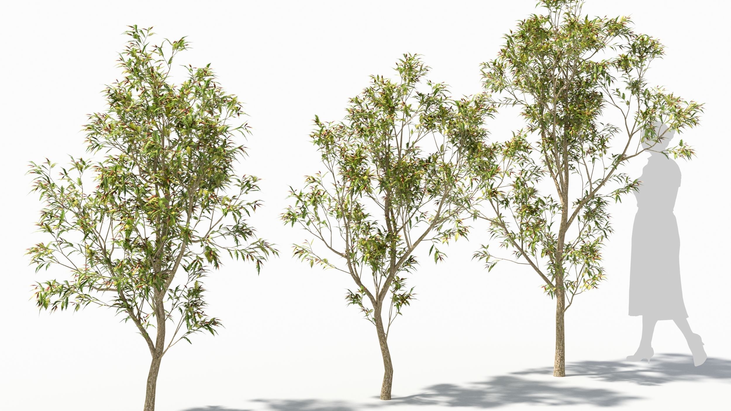 Sambucus tree 3D model_3