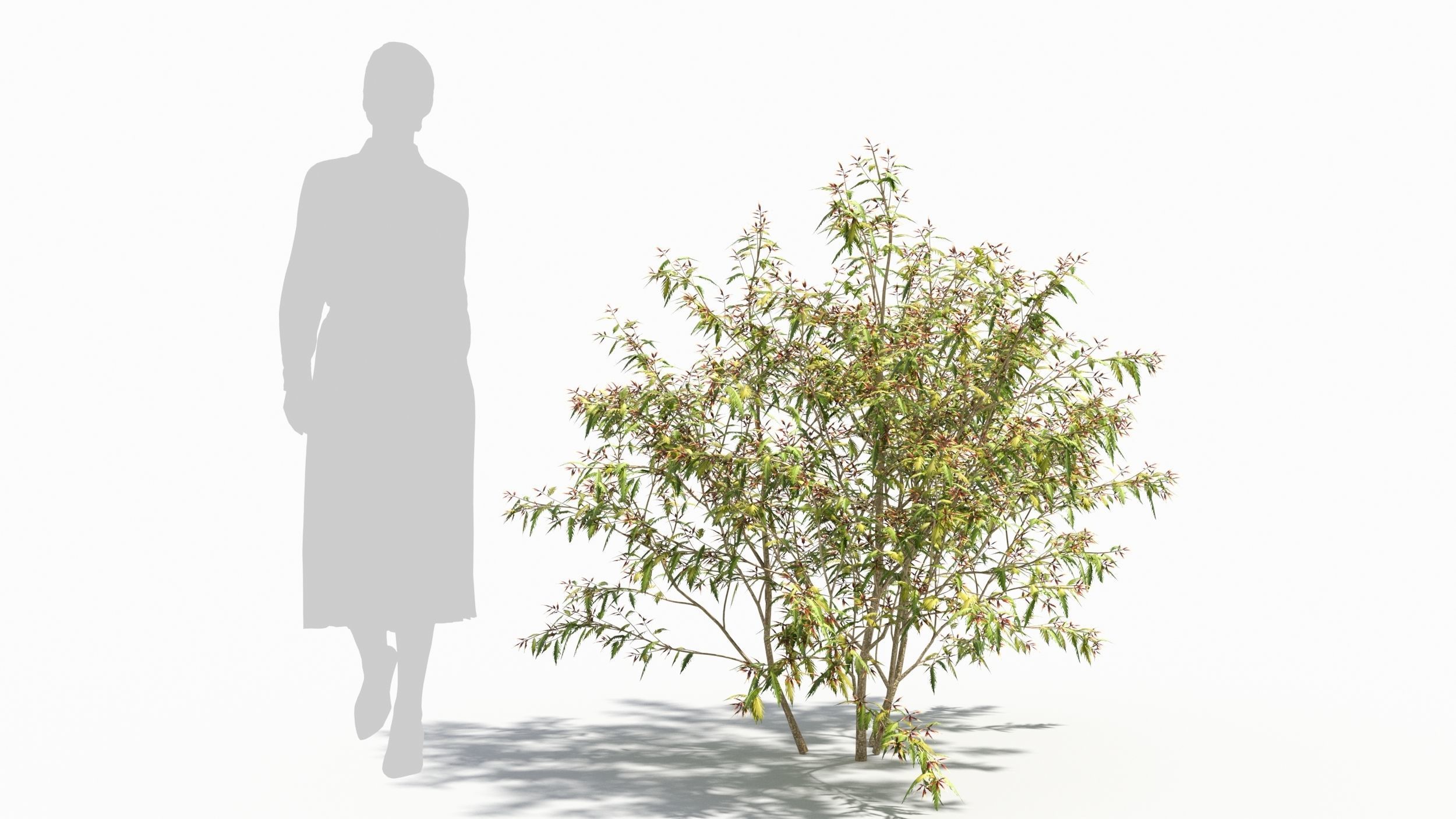 Sambucus tree 3D model_6