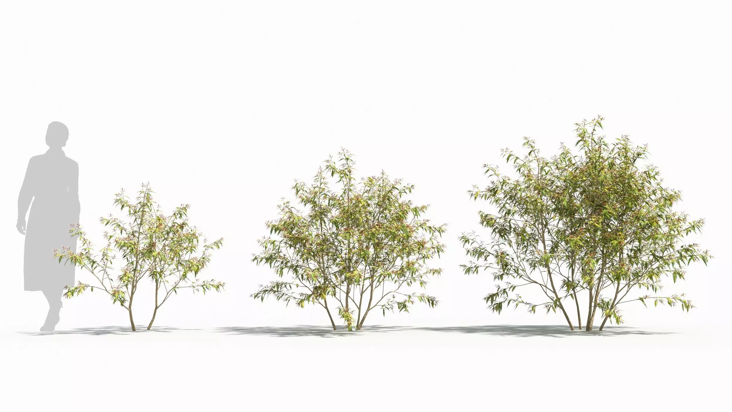 Sambucus tree 3D model_0