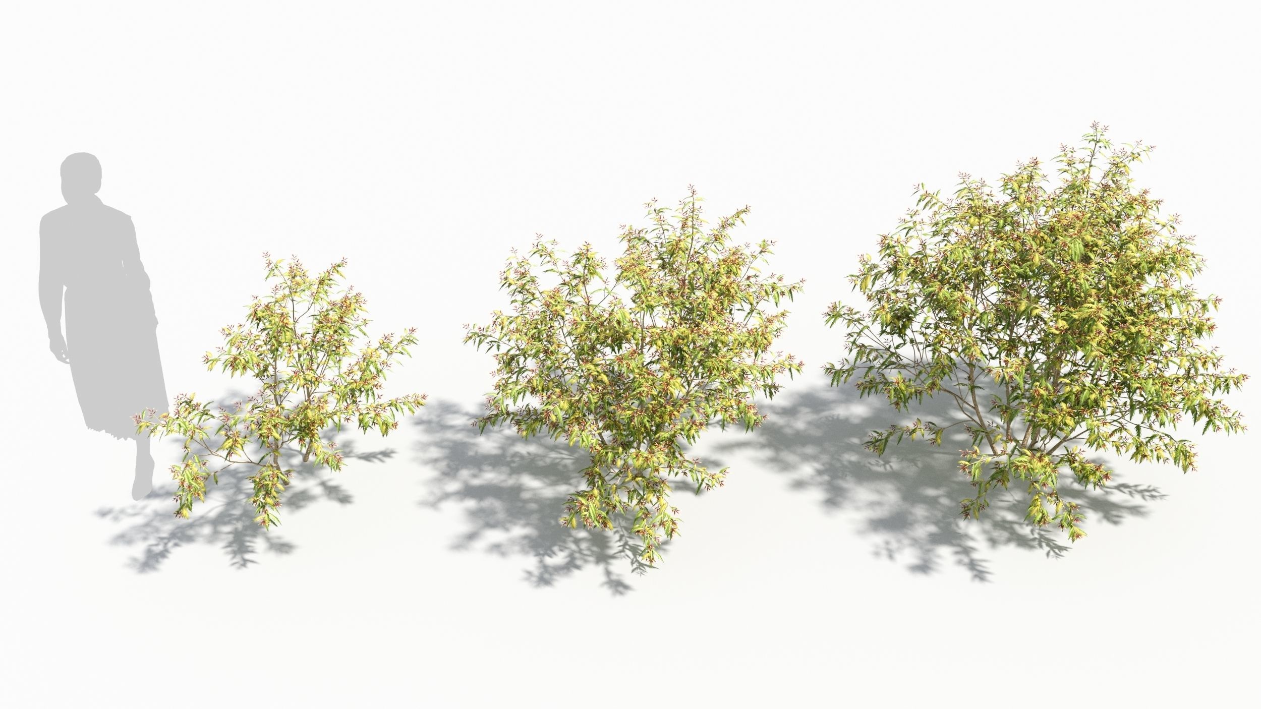 Sambucus tree 3D model_1