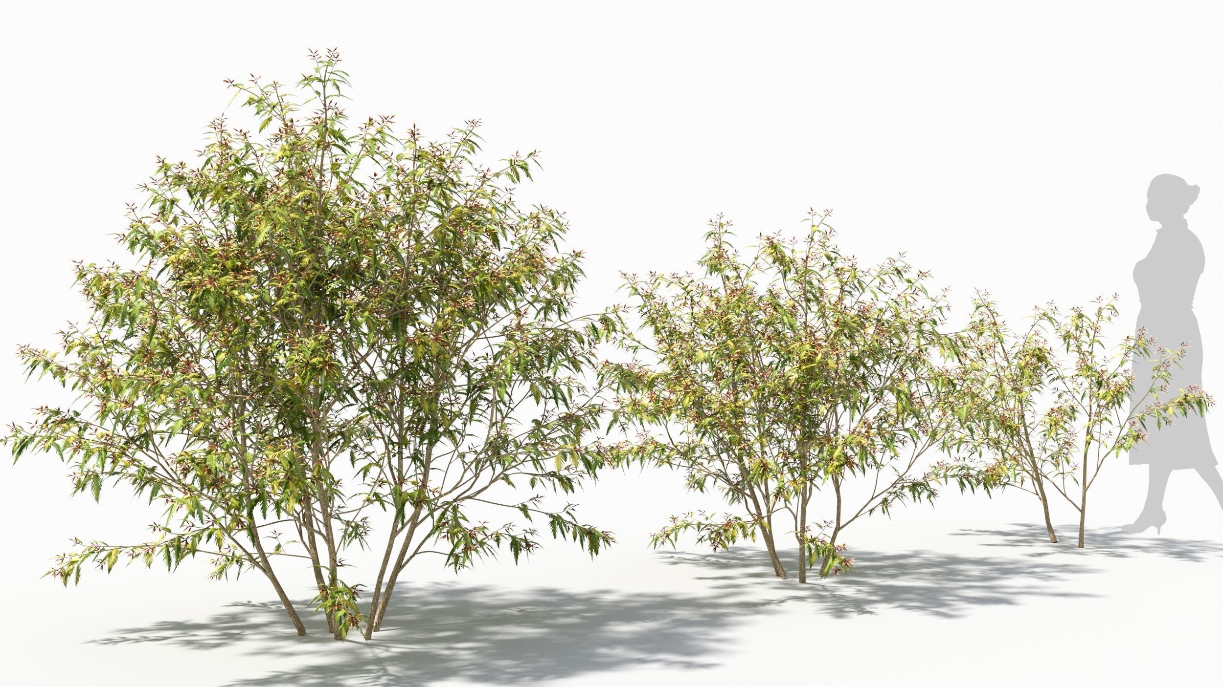 Sambucus tree 3D model_3