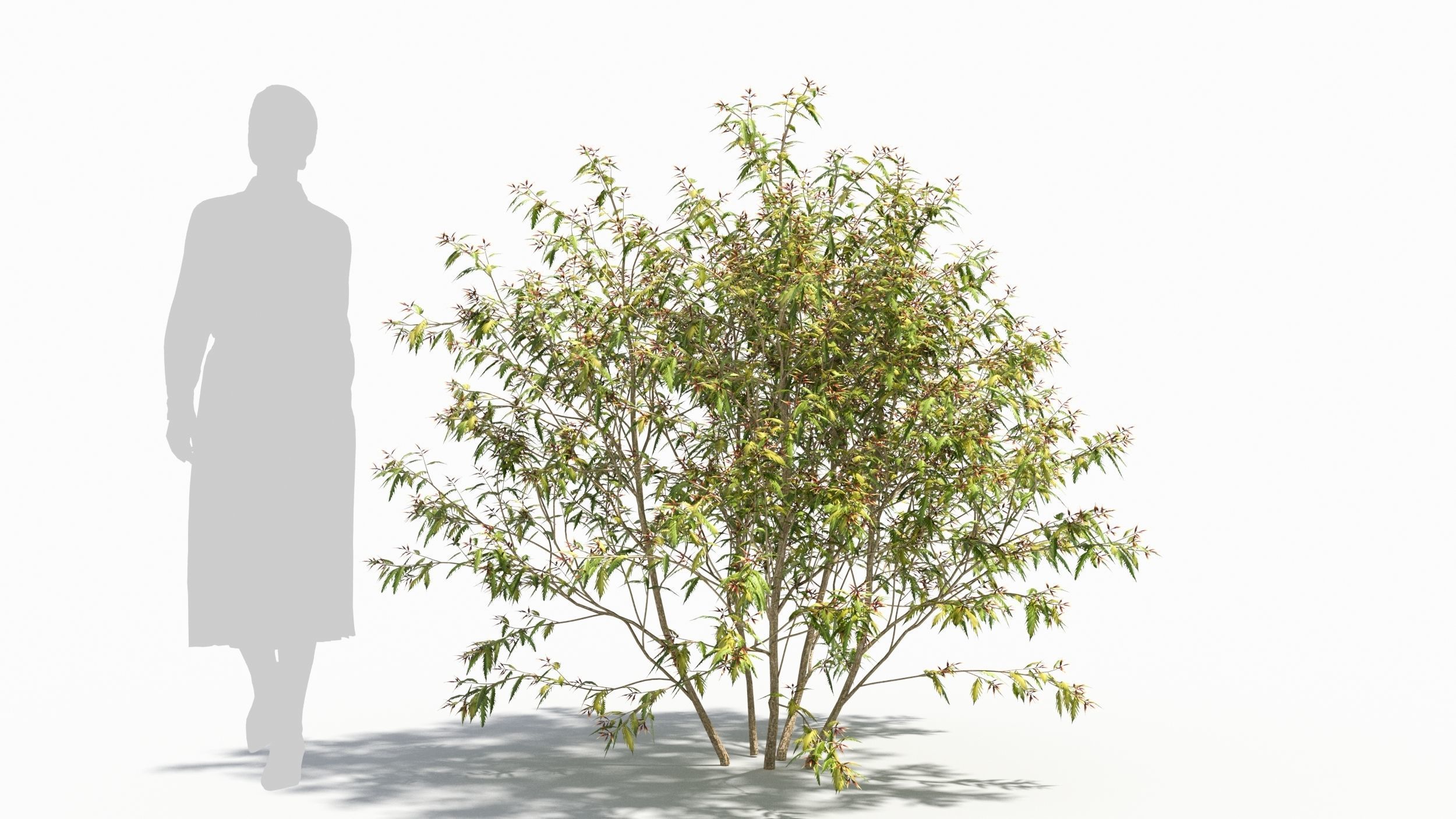 Sambucus tree 3D model_7