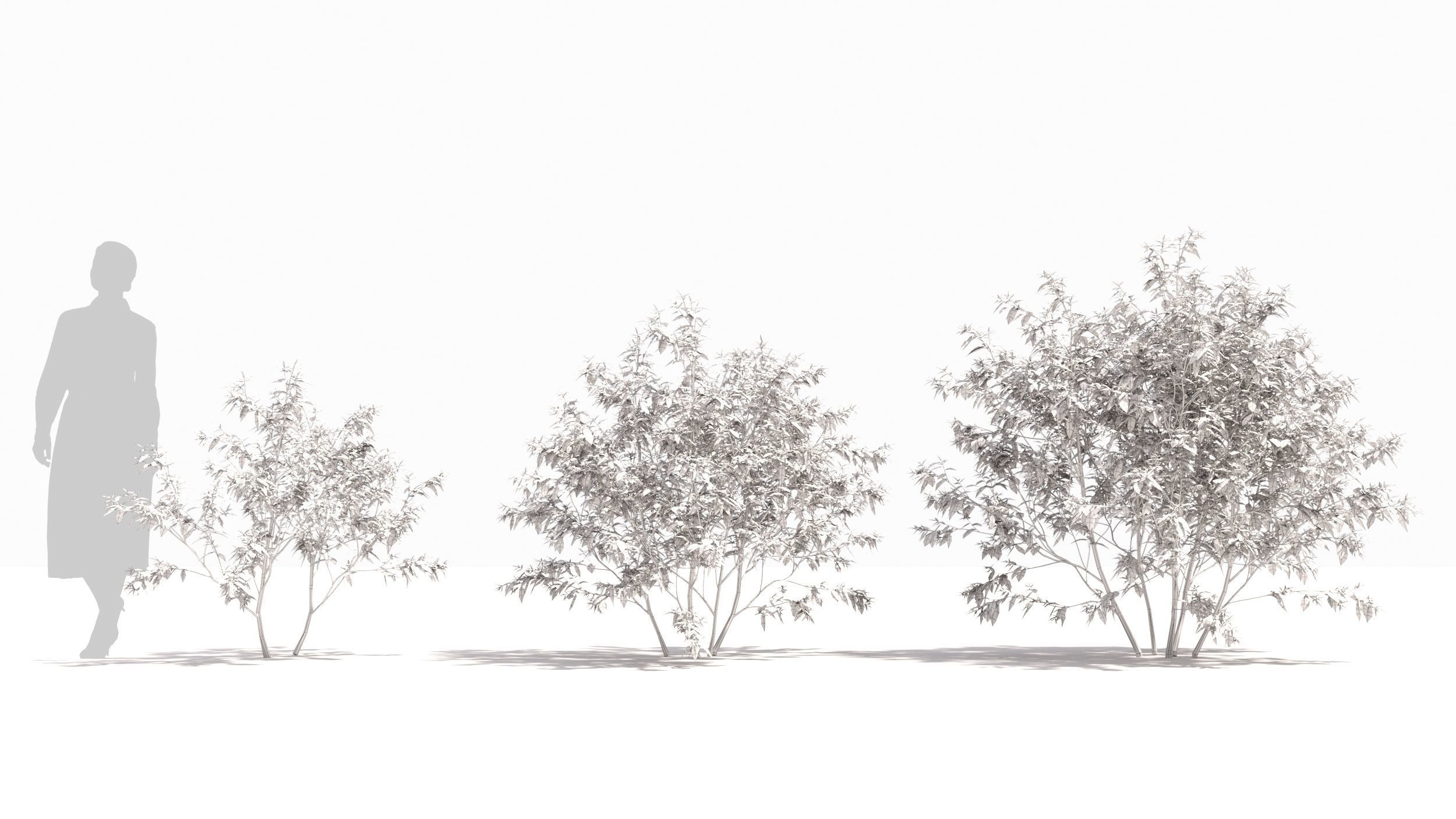 Sambucus tree 3D model_8