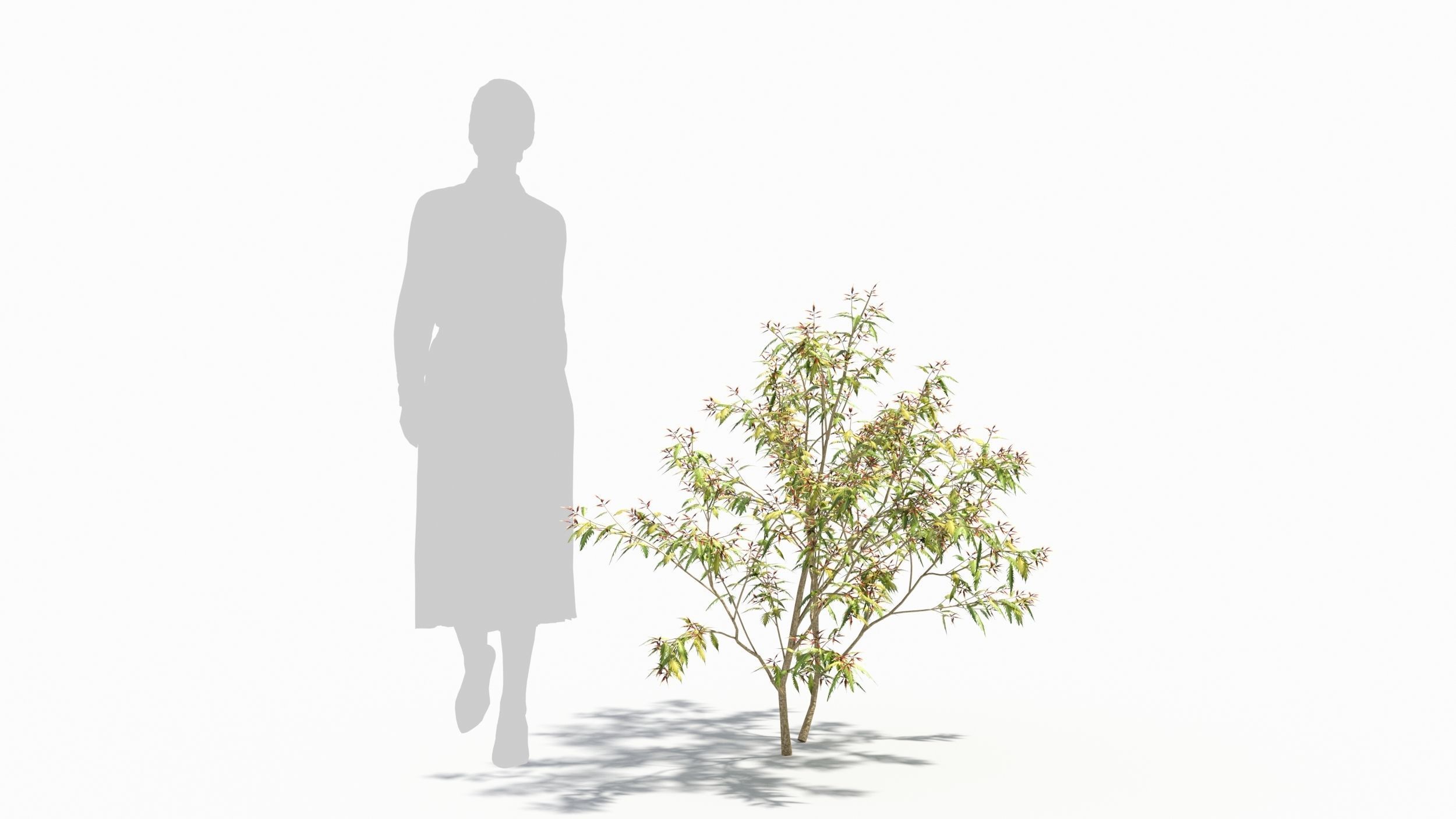 Sambucus tree 3D model_5
