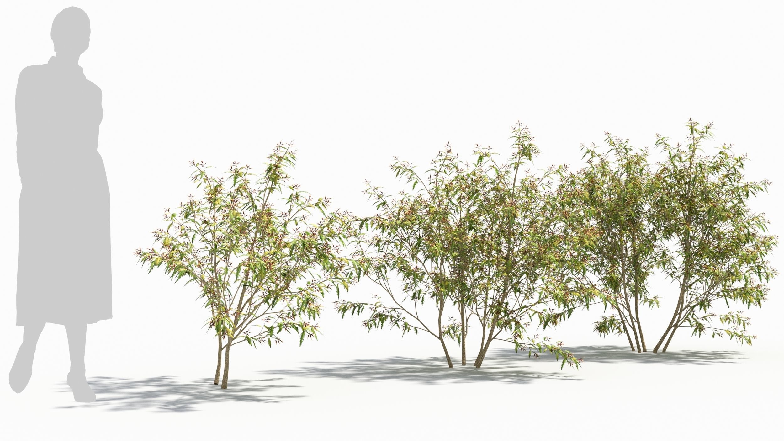 Sambucus tree 3D model_2
